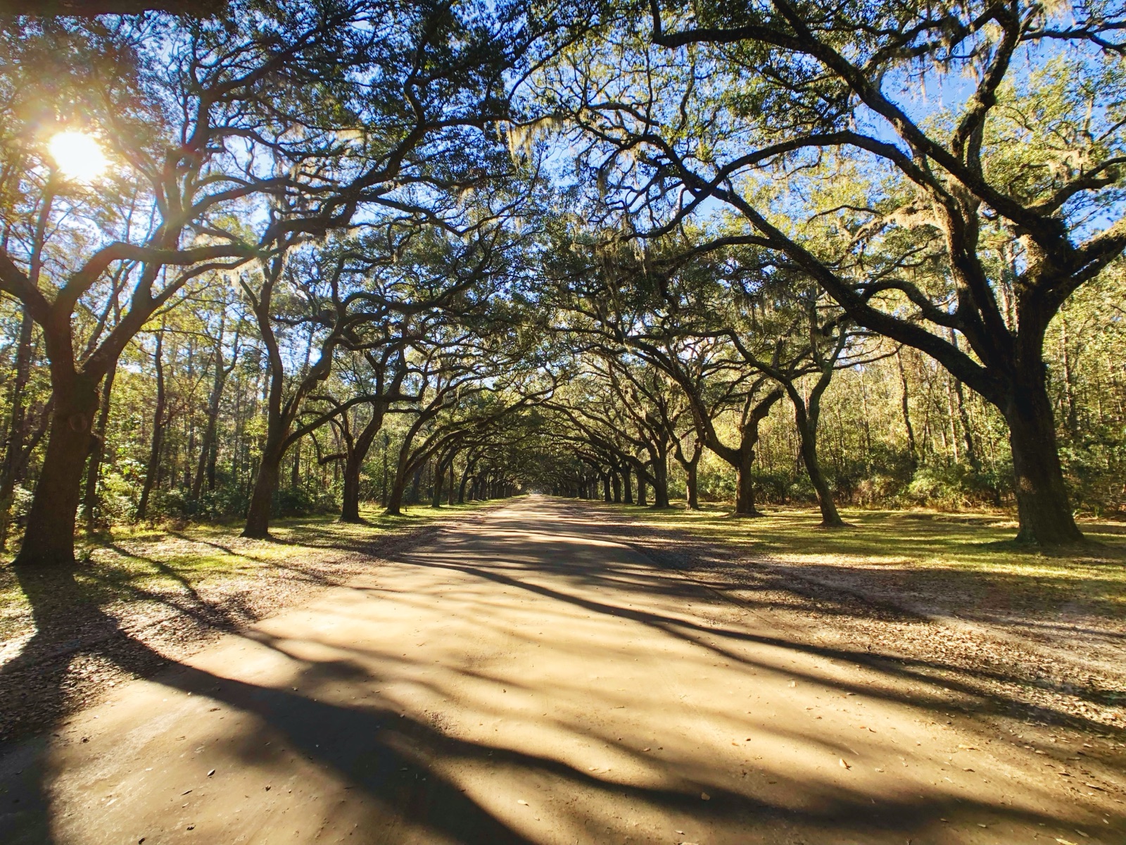 Oaks and Spanish Moss over a Dirt Road, Florida — fine art print