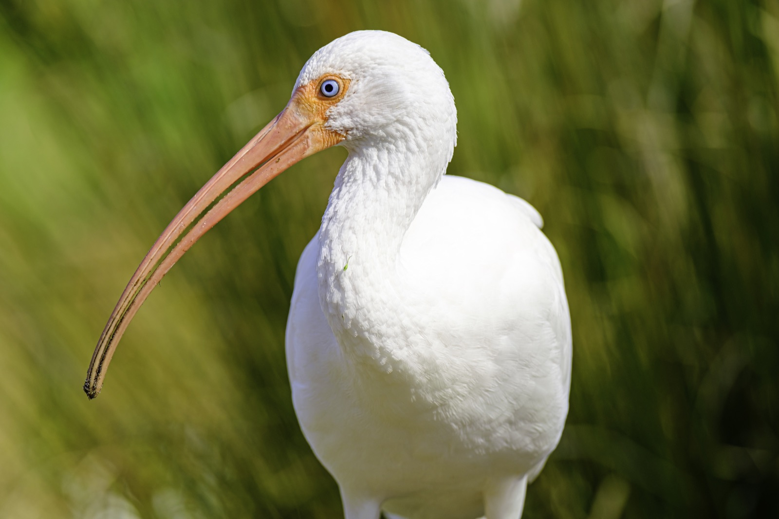 White Ibis against Soft Green Grass, Tampa, Florida — fine art print