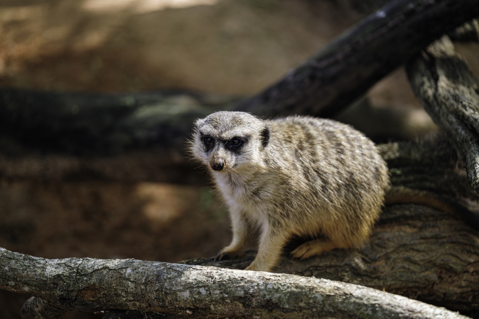 Meerkat Standing on a Weathered Log, Tampa, Florida — fine art print
