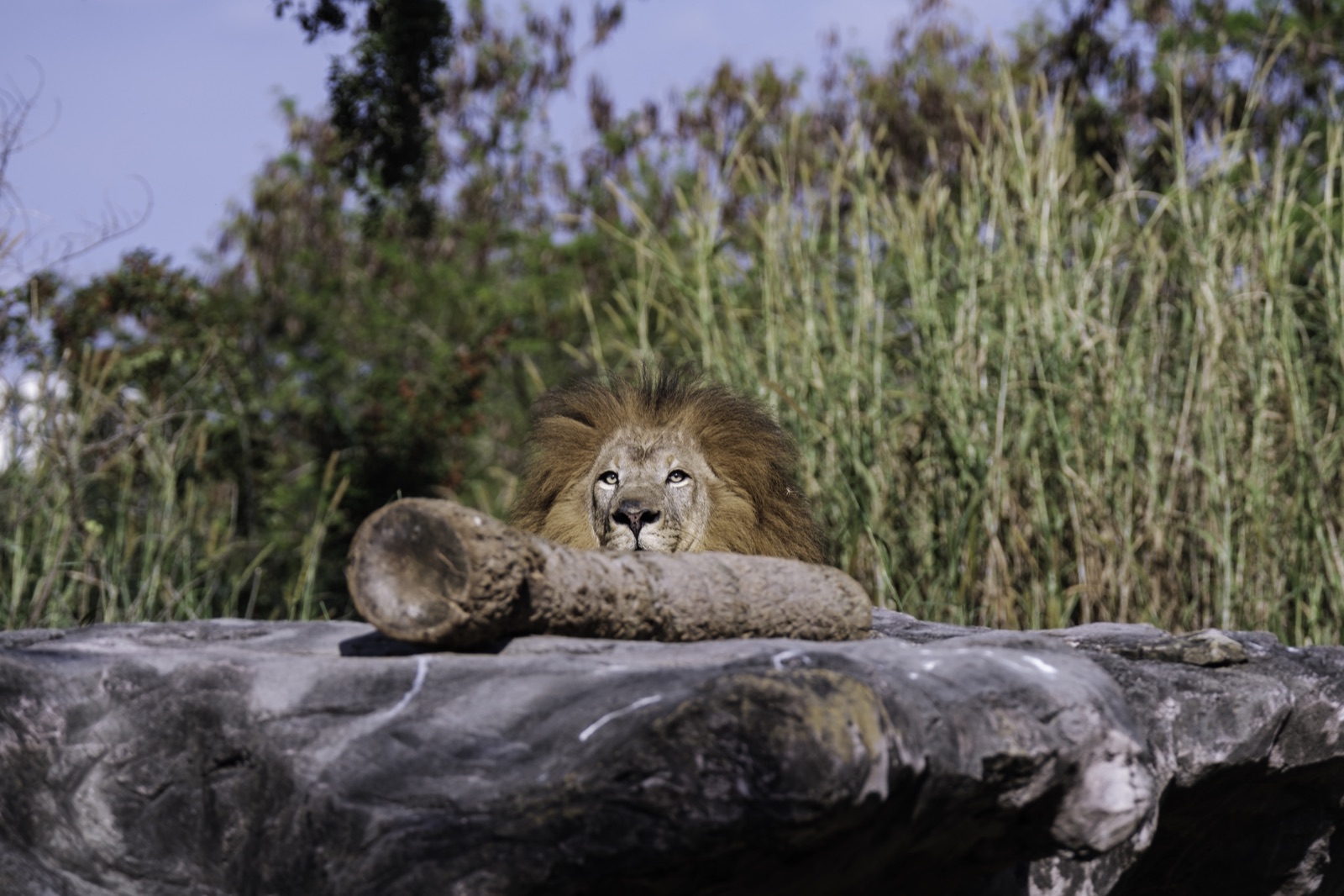Male Lion Resting behind a Rock, Tampa, Florida — fine art print
