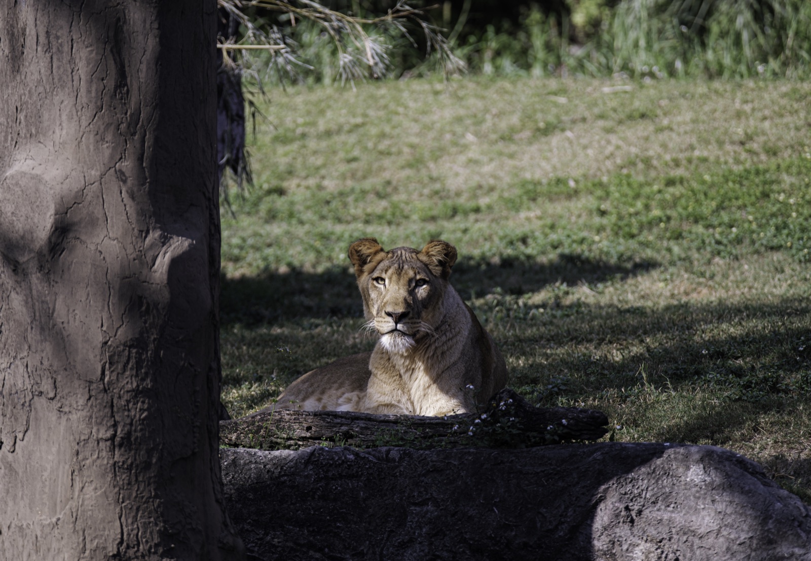 Lioness Resting beside a Tree Trunk, Tampa, Florida — fine art print