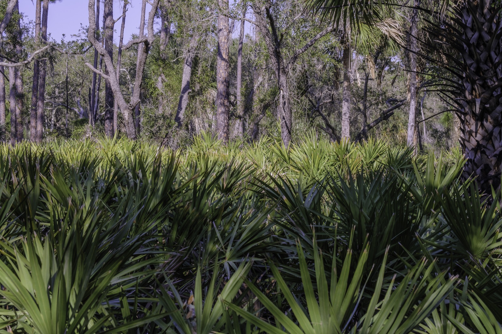 Palmetto under Pines and Spanish Moss, Tampa, Florida — fine art print