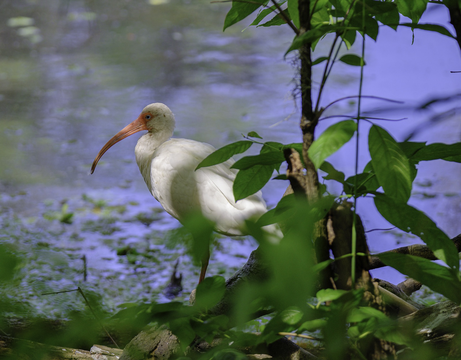 White Ibis among Leaves by the Water, Tampa, Florida — fine art print