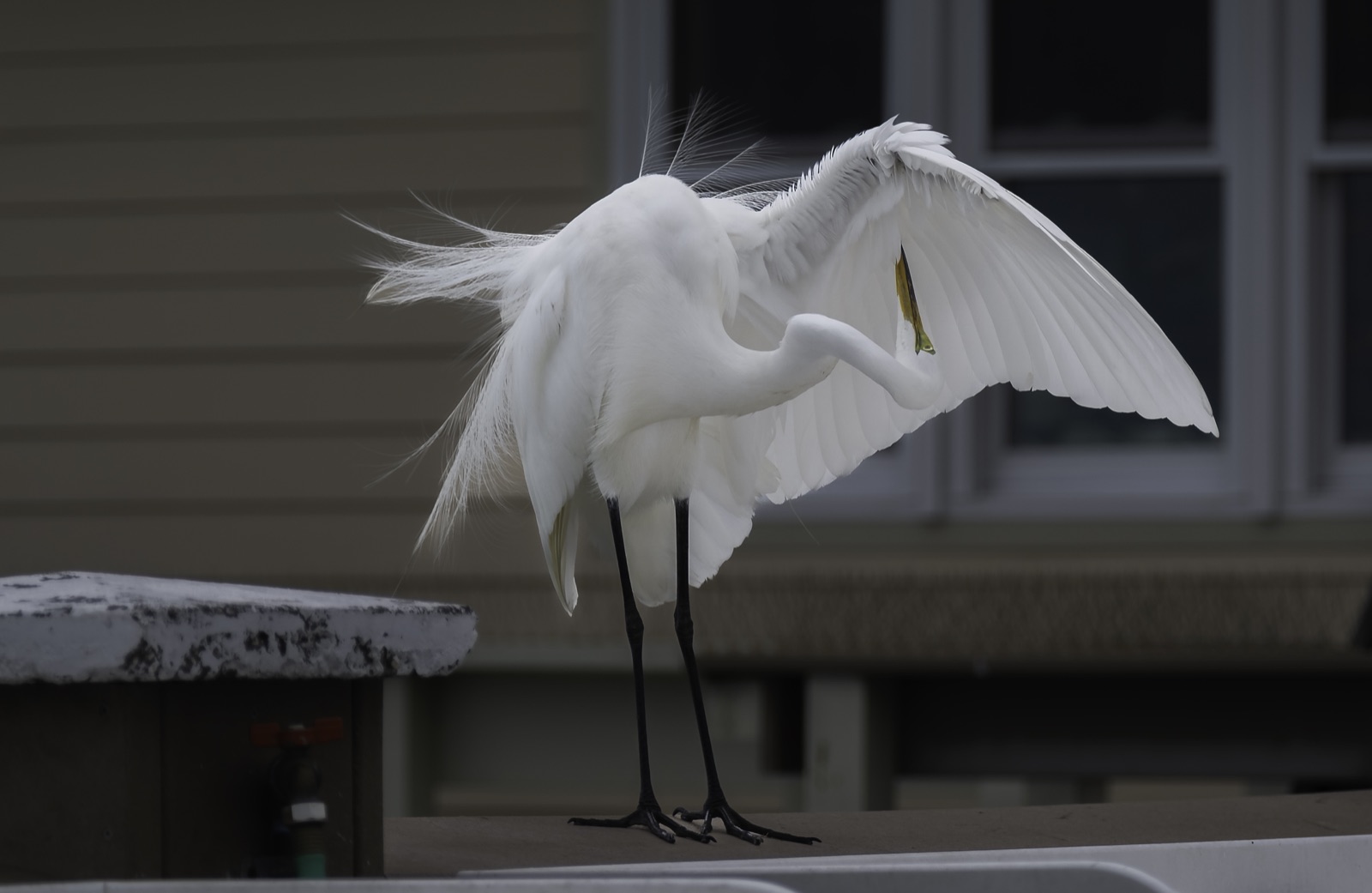 Egret Preening beside a Building, Tampa, Florida — fine art print