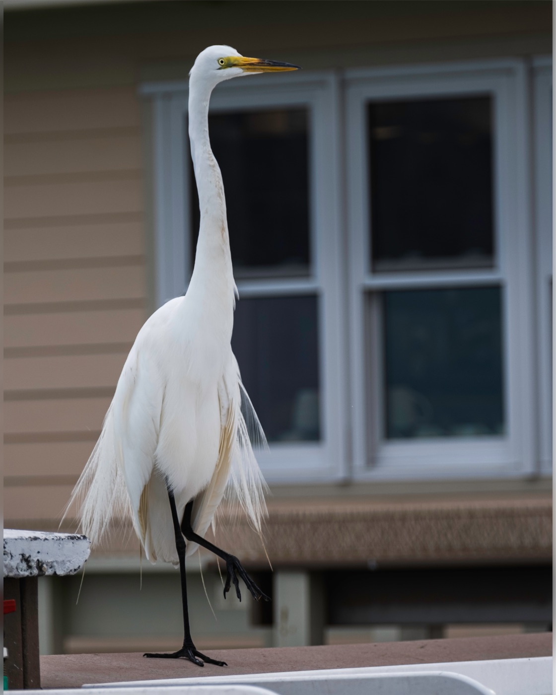 Great Egret on a Ledge by Windows, Tampa, Florida — fine art print