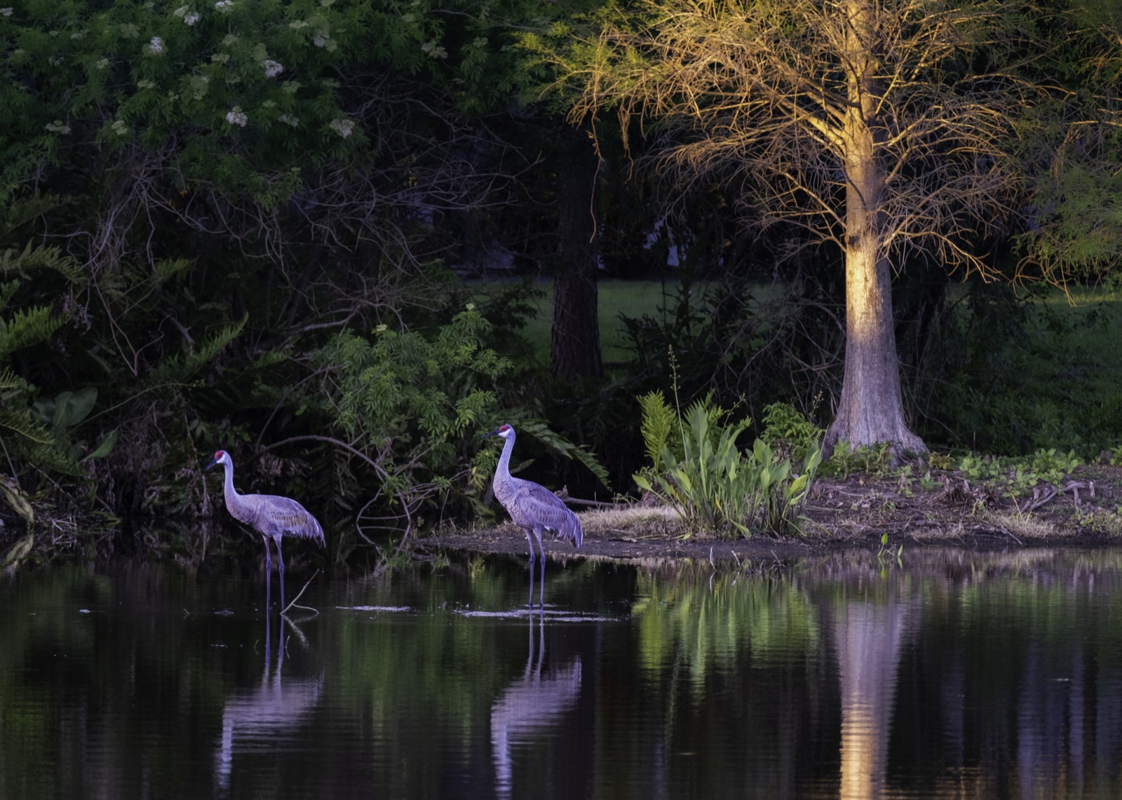 Two Sandhill Cranes in Still Water, Tampa, Florida — fine art print