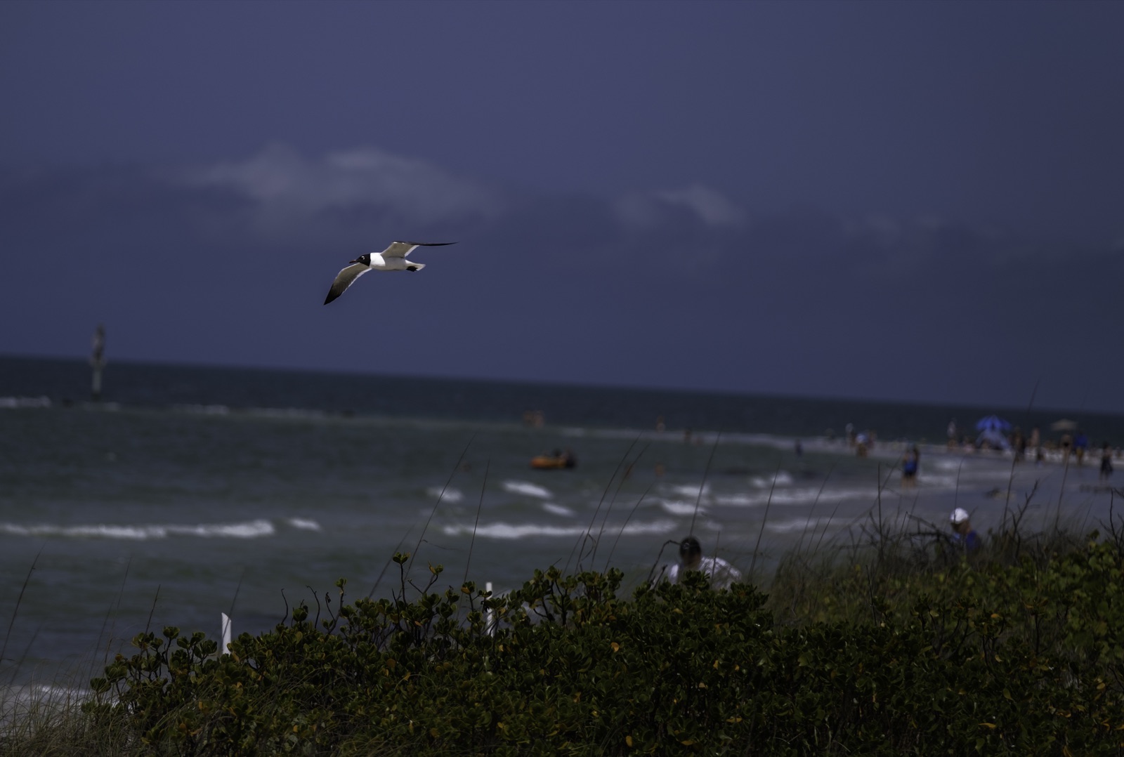 Gull over Surf and Dune Shrubs, Tampa, Florida — fine art print