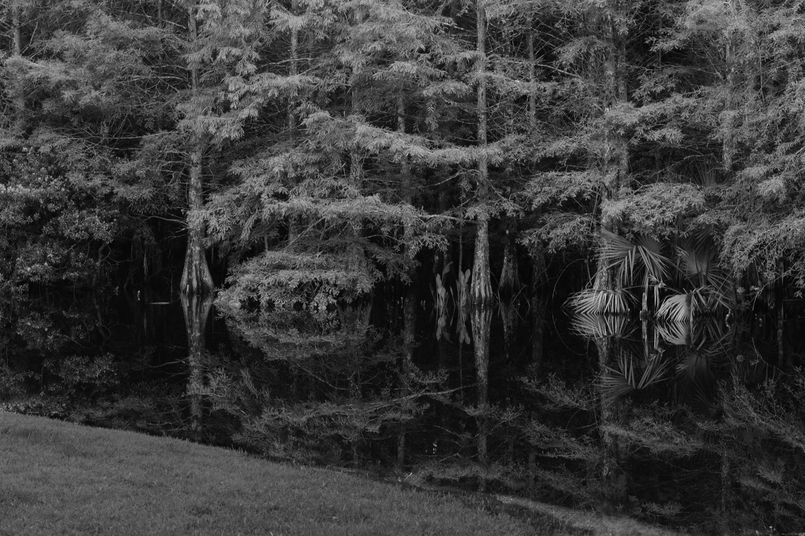 Cypress Trees Reflected in Still Water, Tampa, Florida — fine art print