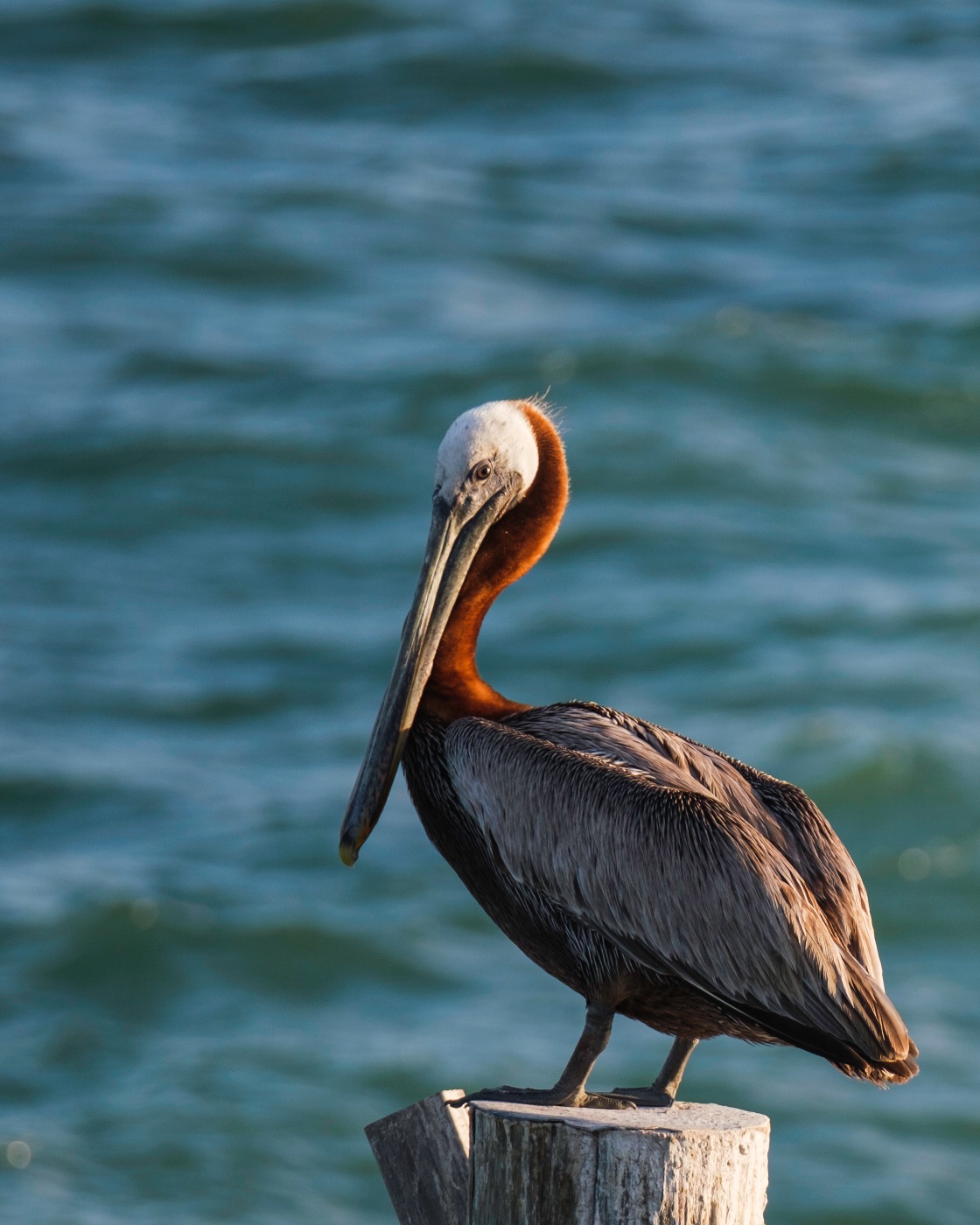 White-Headed Brown Pelican on a Wooden Piling, Tampa, Florida — fine art print