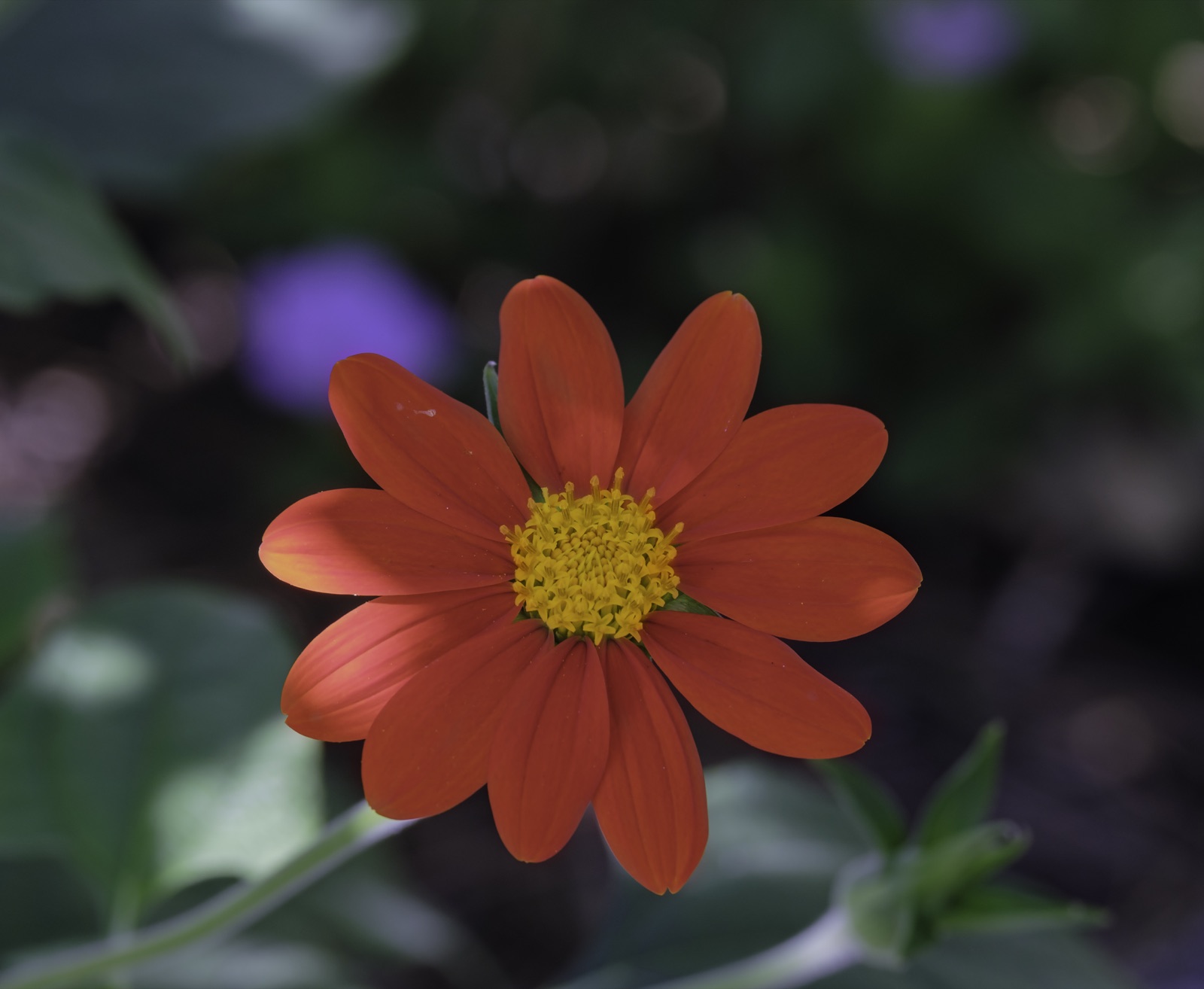 Orange Flower against a Soft Background, Tampa, Florida — fine art print