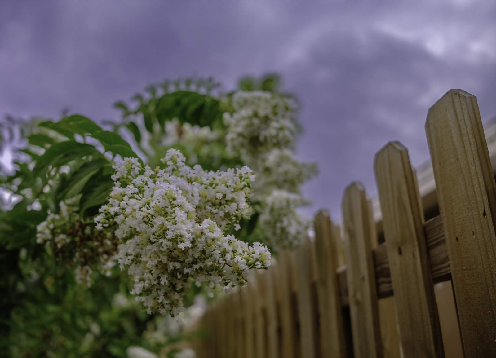 White Crape Myrtle beside a Picket Fence, Tampa, Florida — fine art print