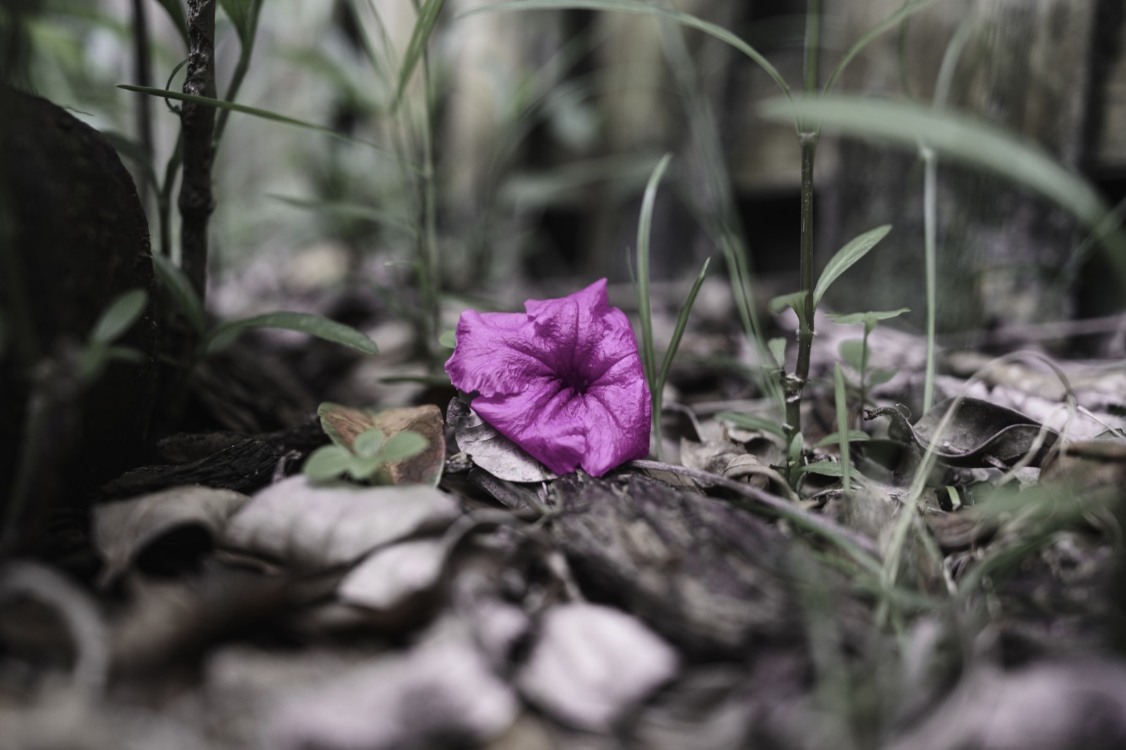 Magenta Flower on Dry Leaf Litter, Tampa, Florida — fine art print