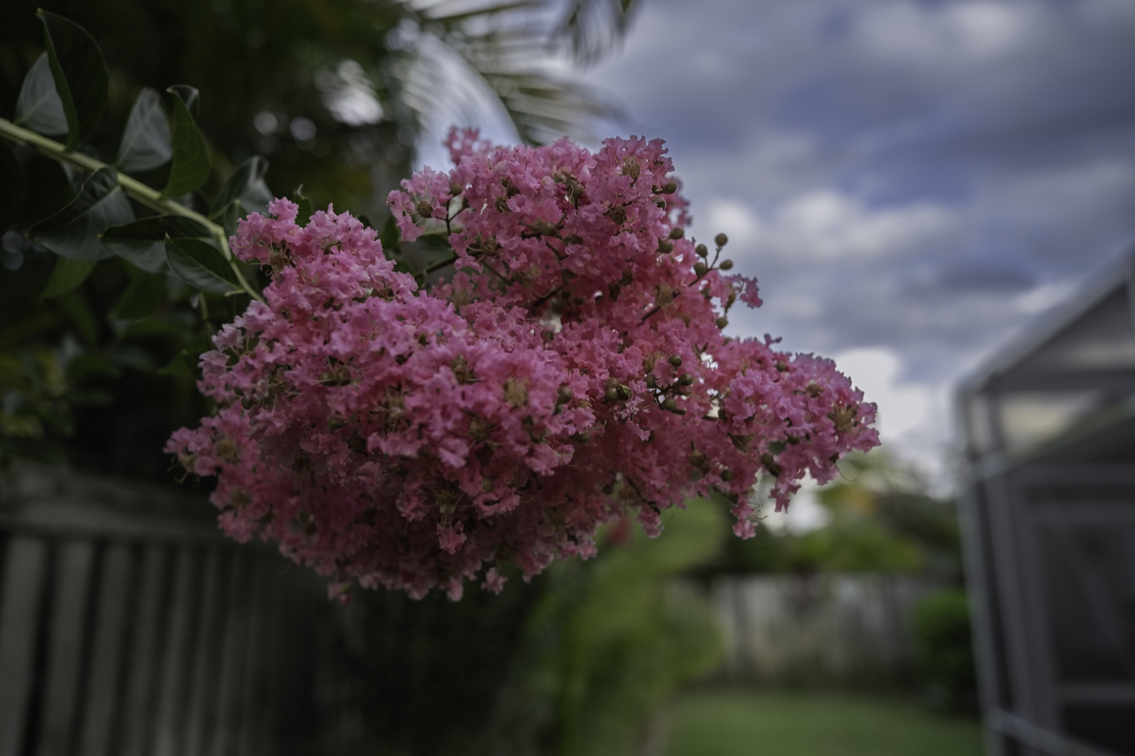 Pink Crape Myrtle under a Cloudy Sky, Tampa, Florida — fine art print