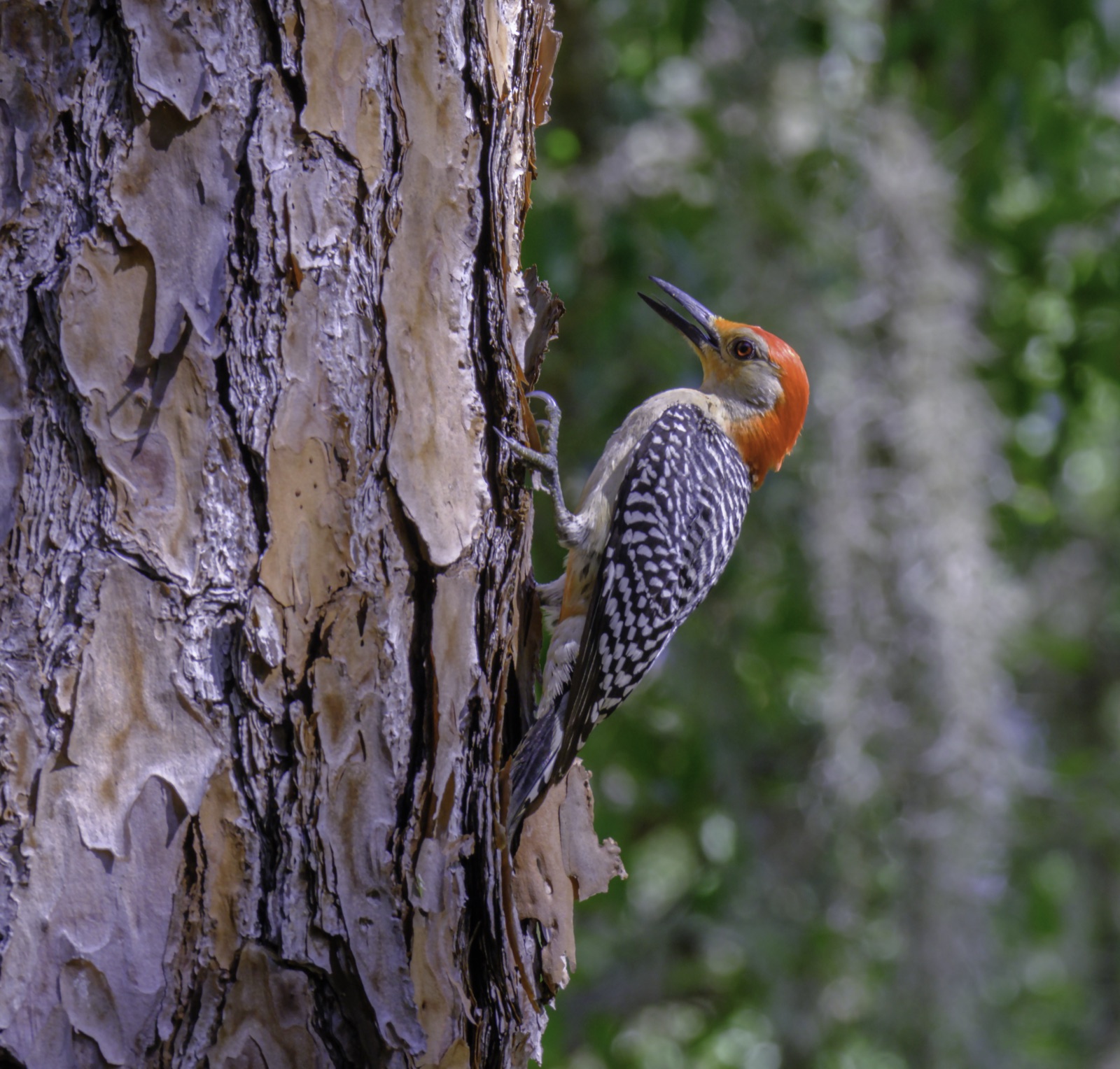 Red-bellied Woodpecker on a Pine Trunk, Tampa, Florida — fine art print
