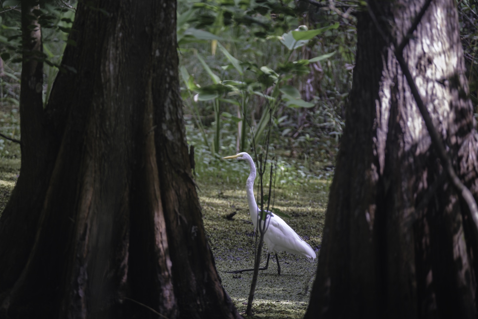 Great Egret in Duckweed between Cypress, Tampa, Florida — fine art print