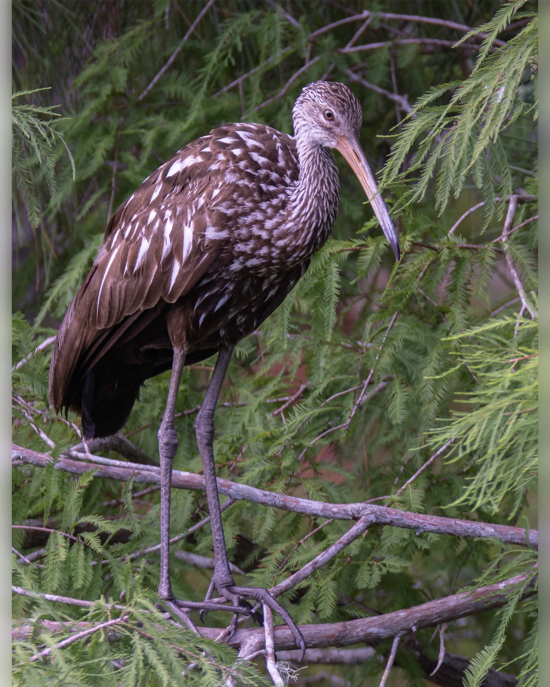 Limpkin on a Branch among Cypress, Tampa, Florida — fine art print