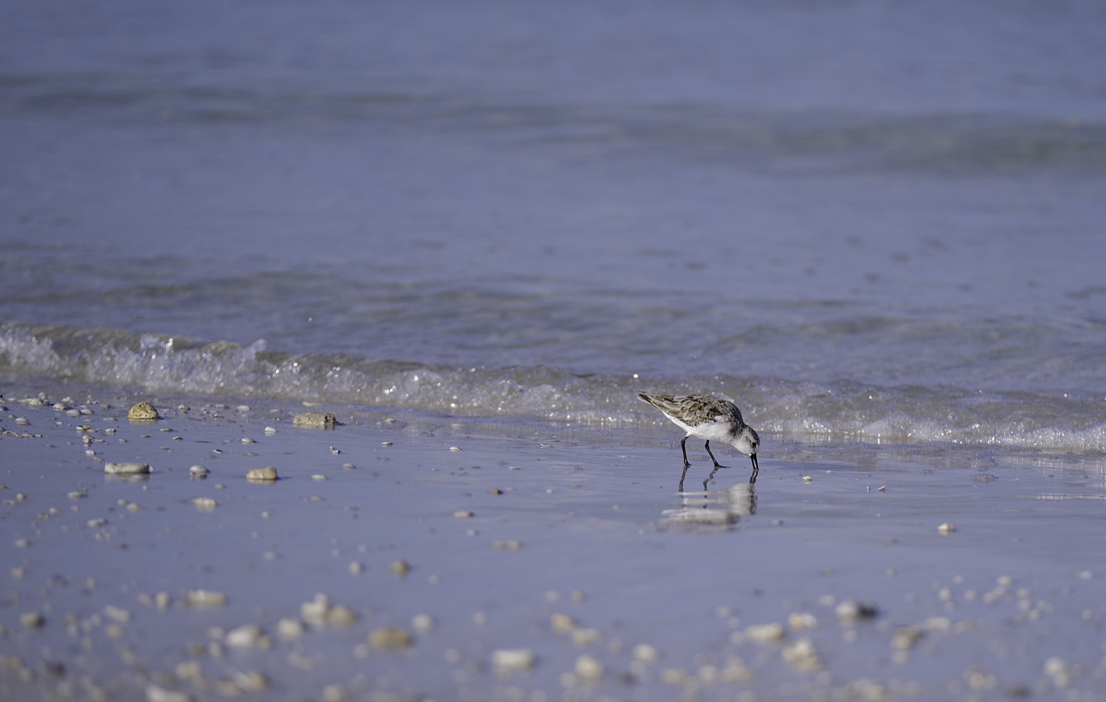 Sandpiper Probing the Wet Beach Sand, Tampa, Florida — fine art print