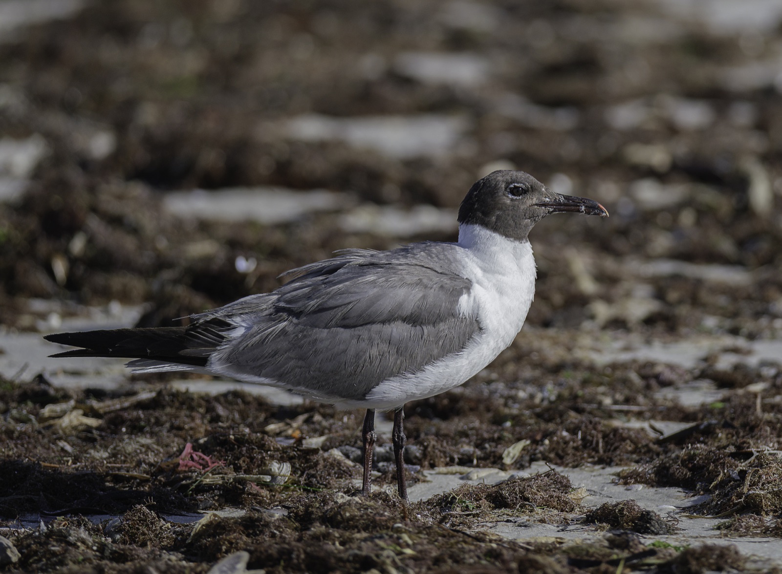 Laughing Gull on a Seaweed Shore, Tampa, Florida — fine art print