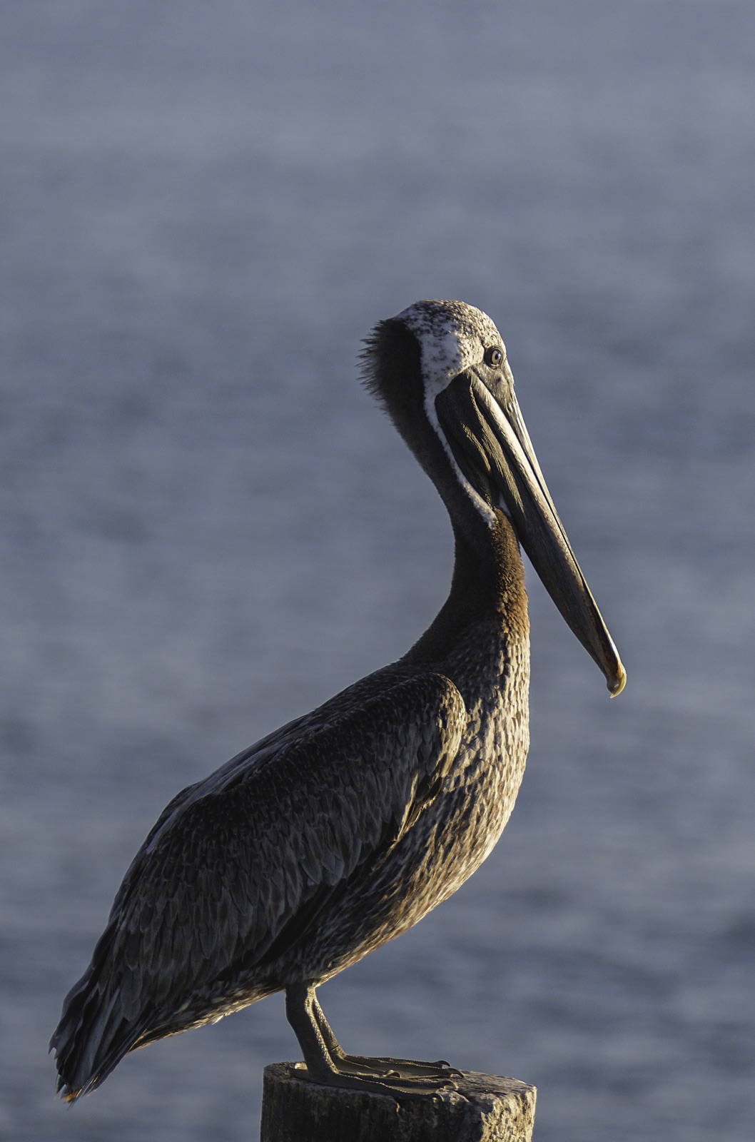 Brown Pelican on a Wooden Piling, Tampa, Florida — fine art print