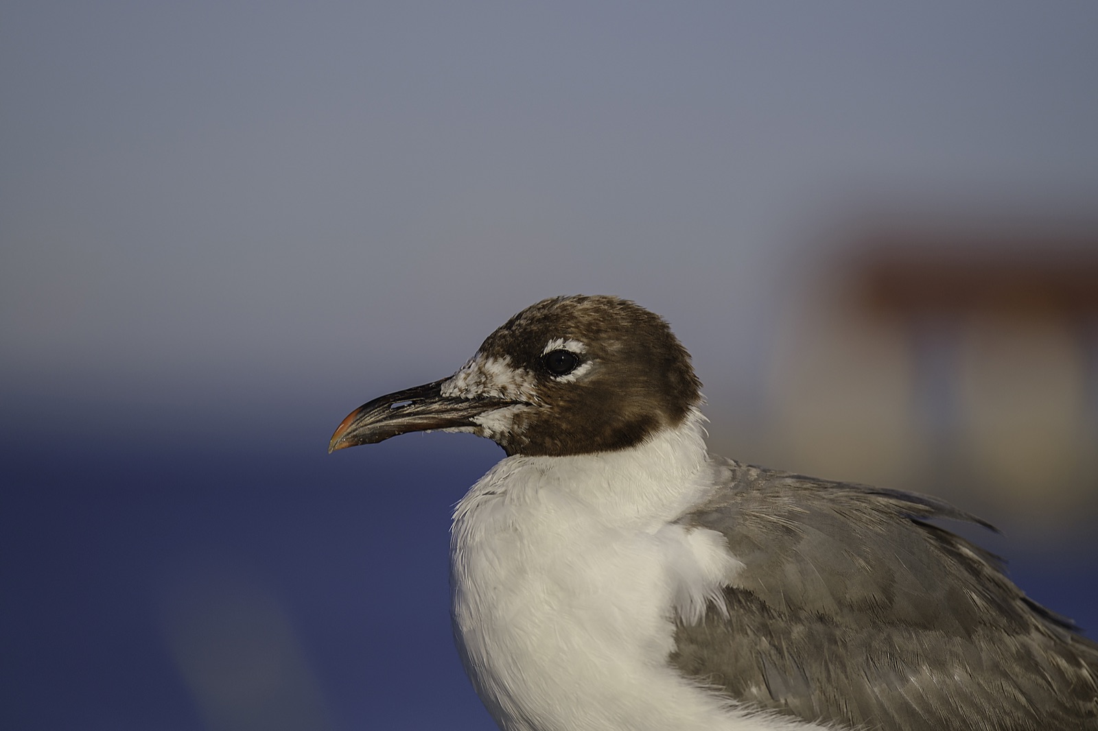 Laughing Gull against a Soft Background, Tampa, Florida — fine art print