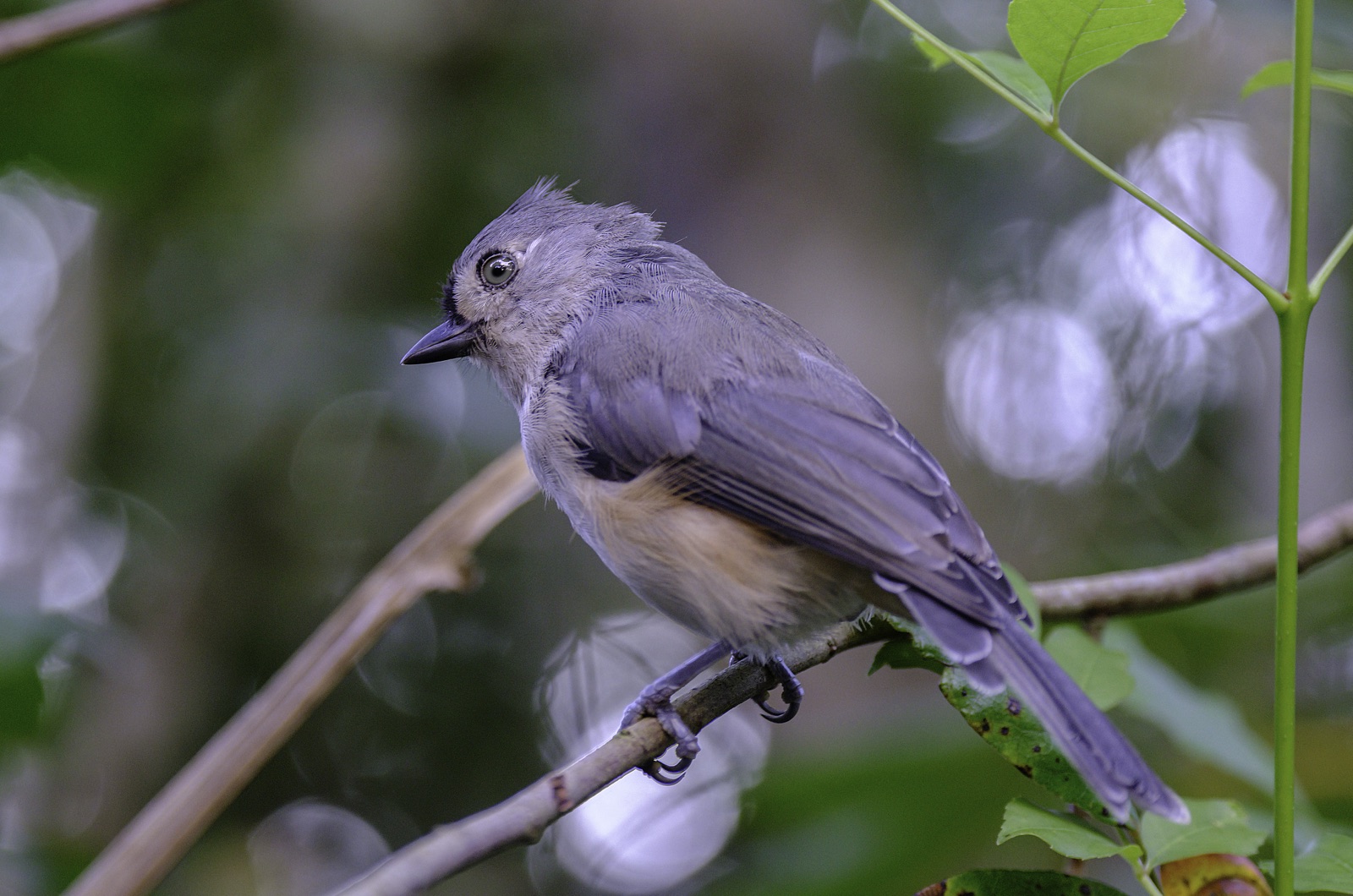 Tufted Titmouse on a Leafy Branch, Tampa, Florida — fine art print