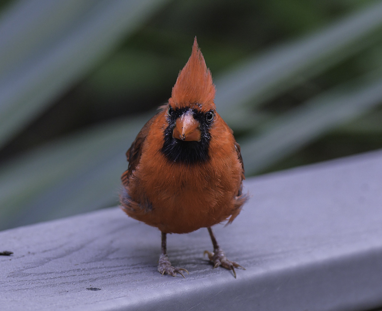Northern Cardinal on a Gray Rail, Tampa, Florida — fine art print