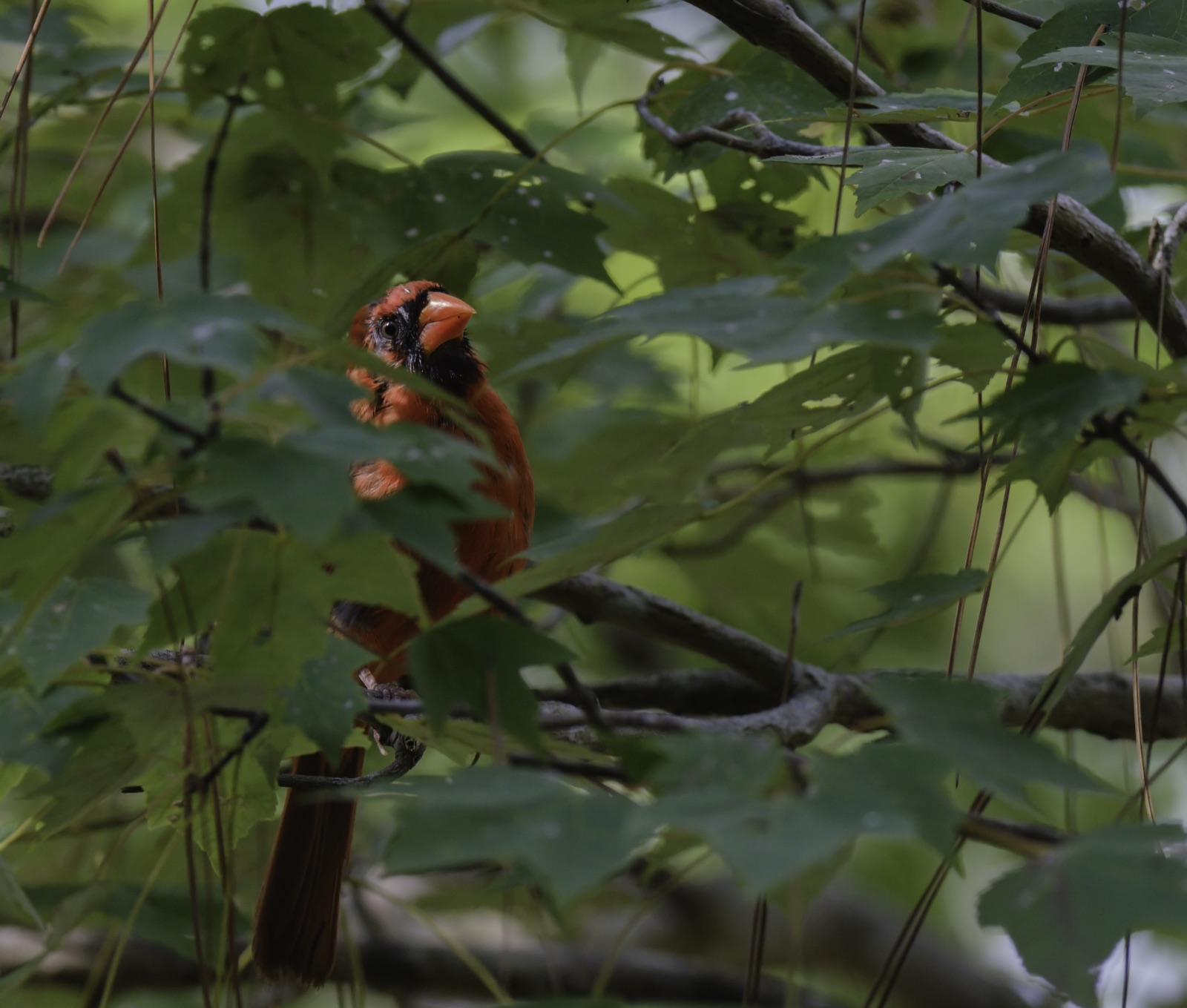 Northern Cardinal among Green Leaves, Tampa, Florida — fine art print