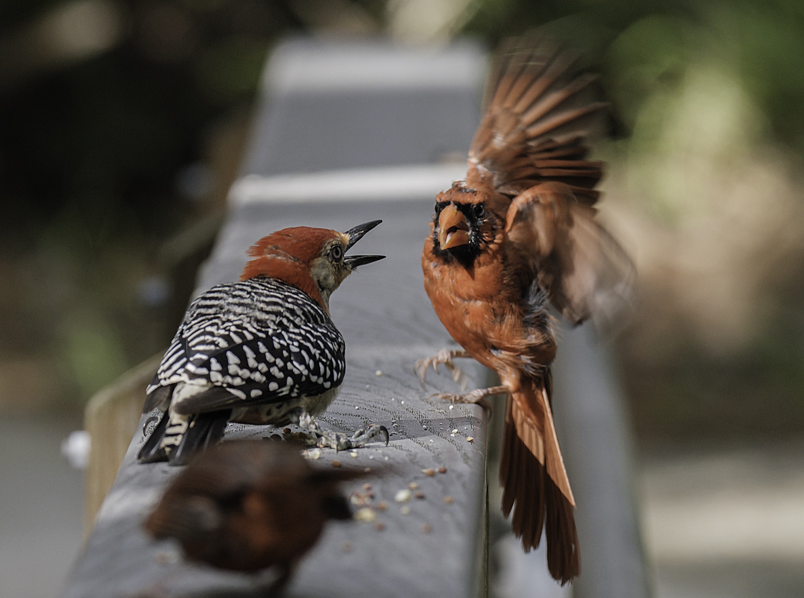 Northern Cardinal Landing beside a Woodpecker, Tampa, Florida — fine art print