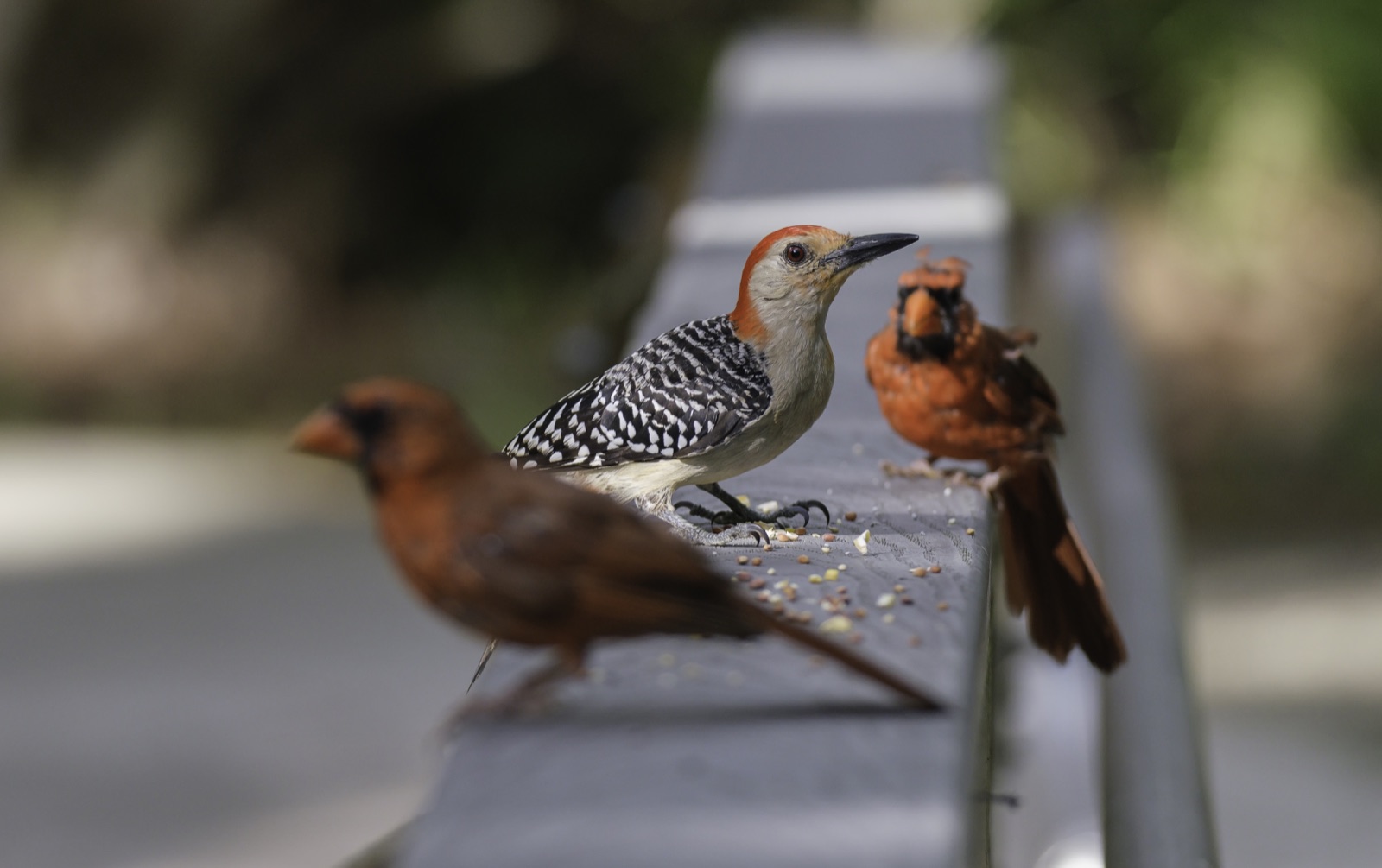 Red-bellied Woodpecker between Two Cardinals, Tampa, Florida — fine art print