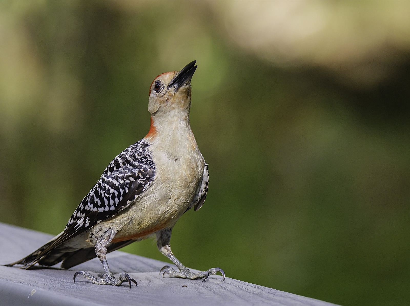 Red-bellied Woodpecker on a Gray Rail, Tampa, Florida — fine art print