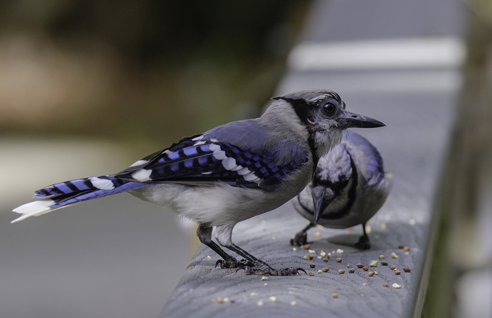 Blue Jay in Profile on a Railing, Tampa, Florida — fine art print
