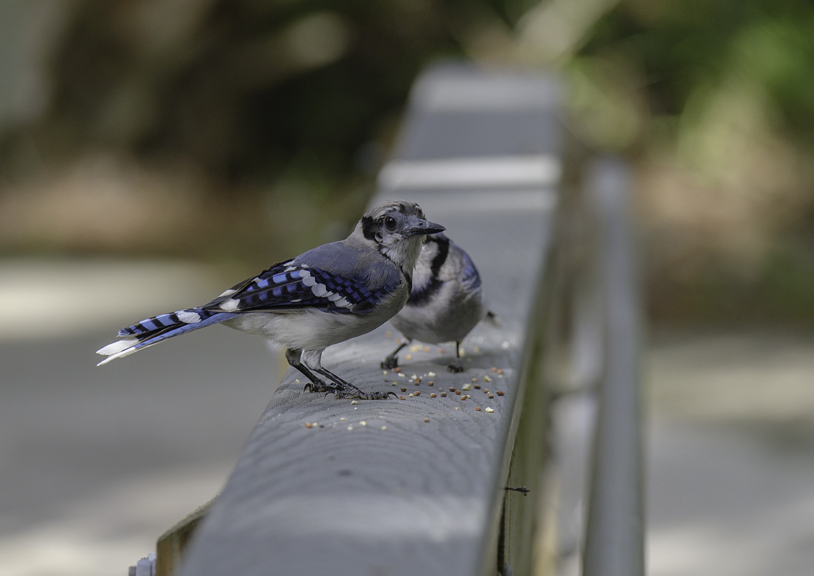 Blue Jays on a Seeded Railing, Tampa, Florida — fine art print