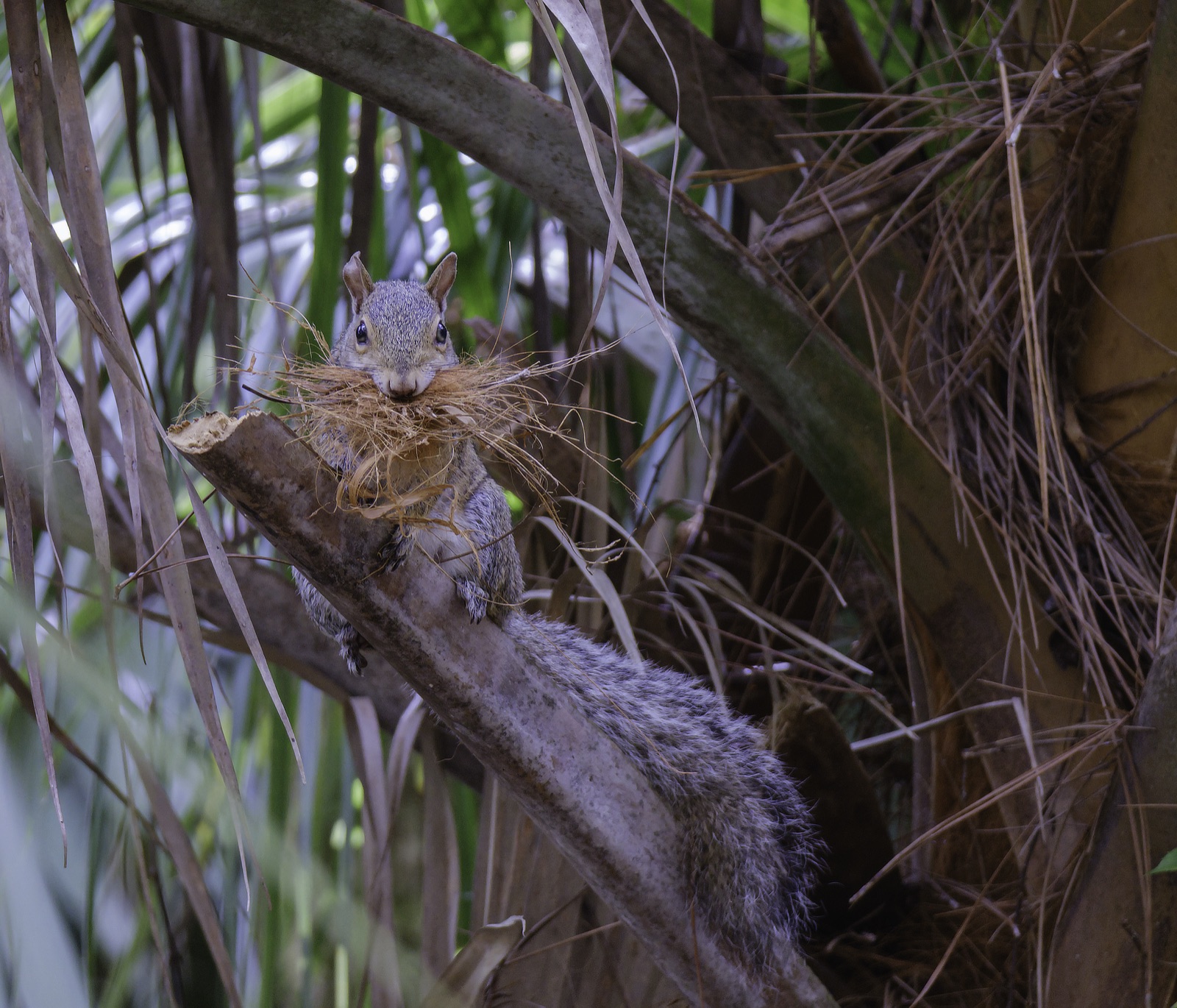 Gray Squirrel Carrying Fiber in a Palm, Tampa, Florida — fine art print