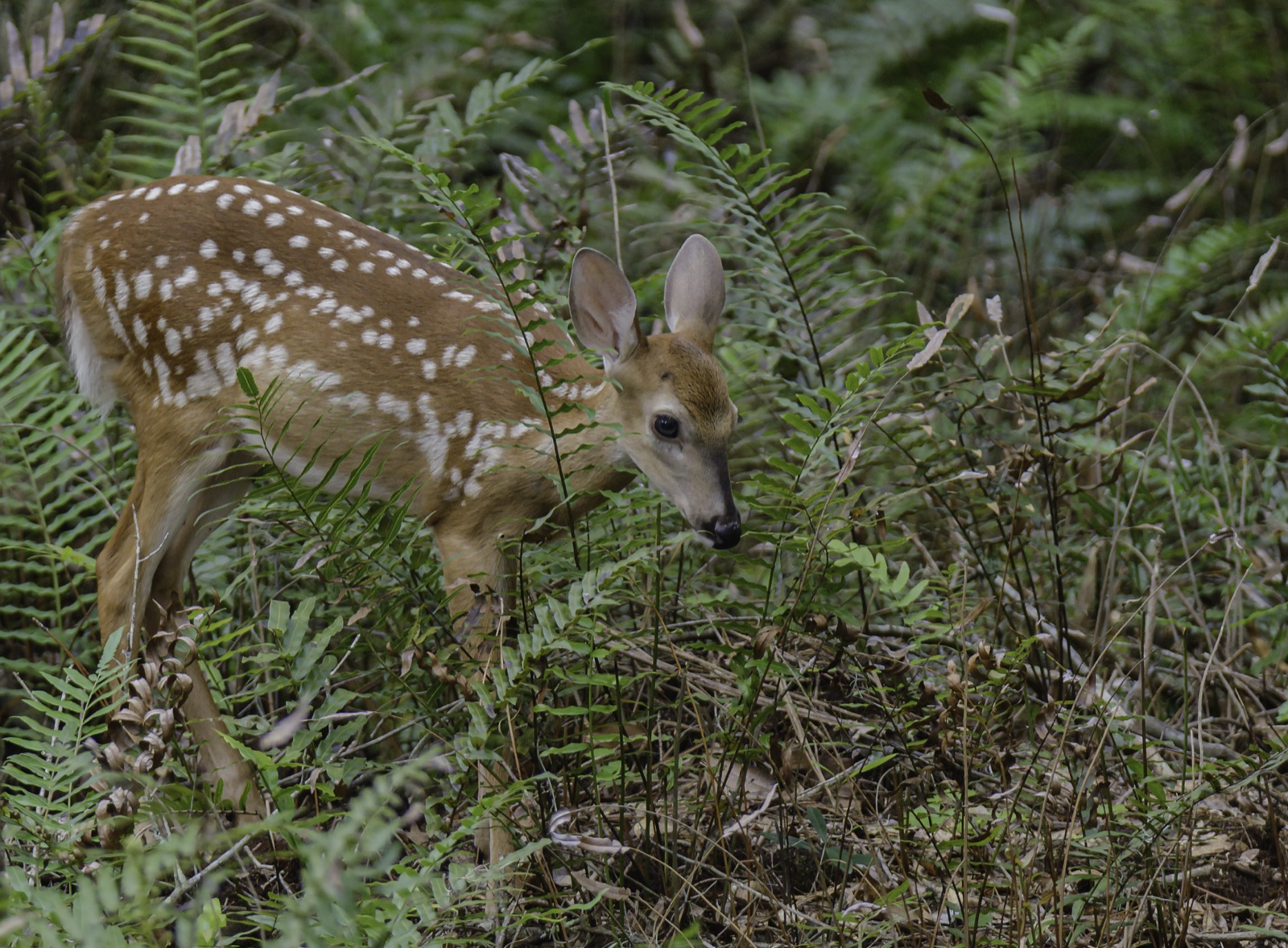 White-tailed Deer Fawn among Ferns, Tampa, Florida — fine art print