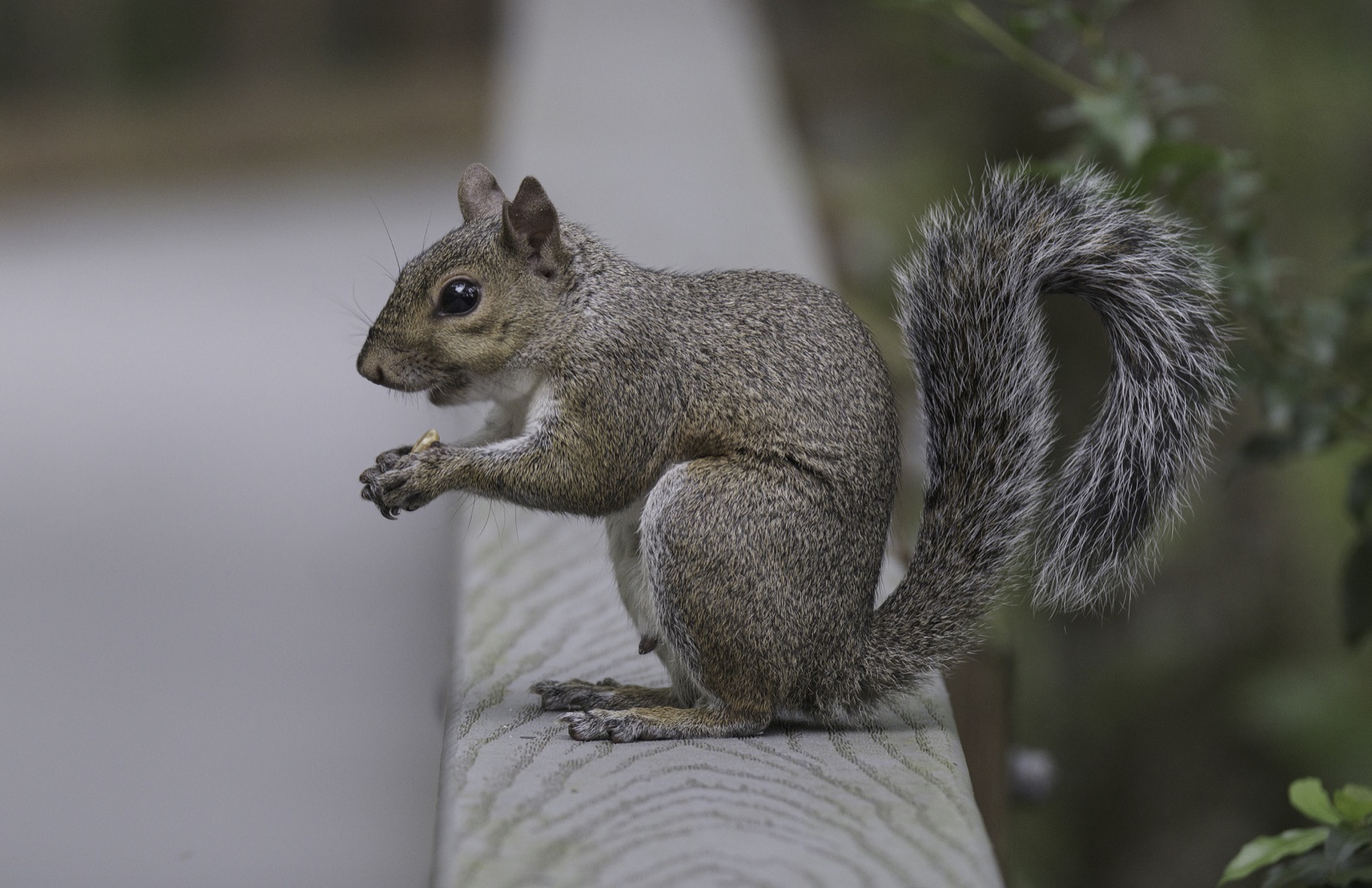 Gray Squirrel Eating on a Wooden Rail, Tampa, Florida — fine art print