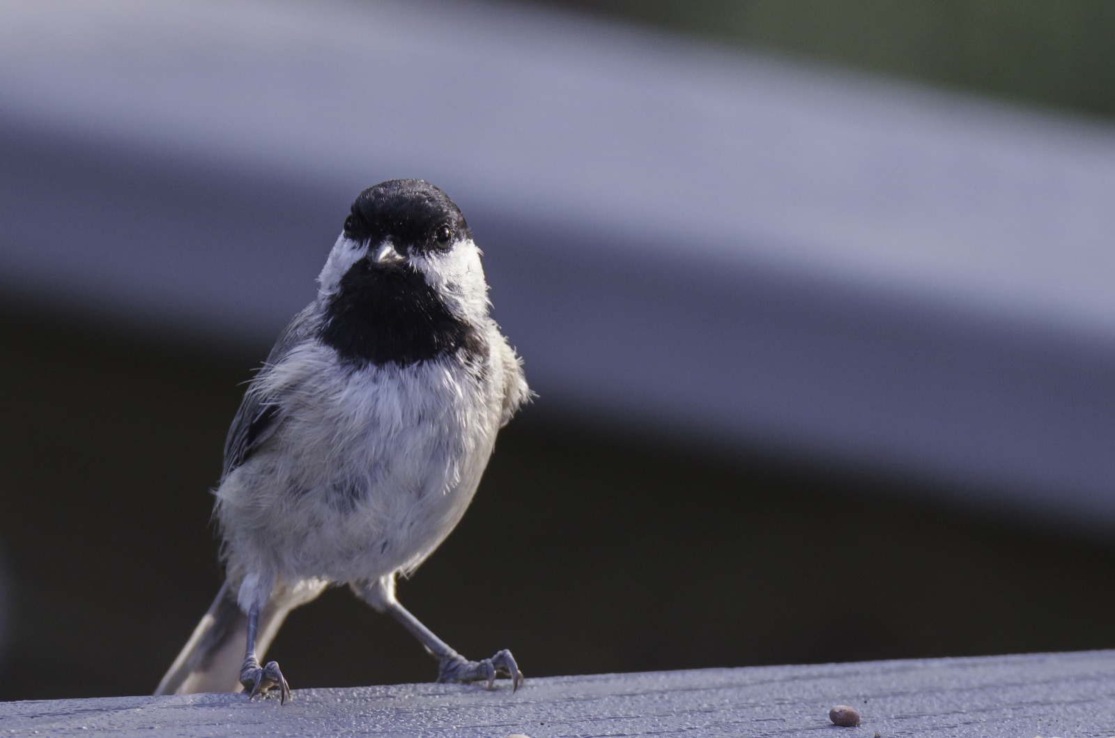 Carolina Chickadee on a Gray Railing, Tampa, Florida — fine art print