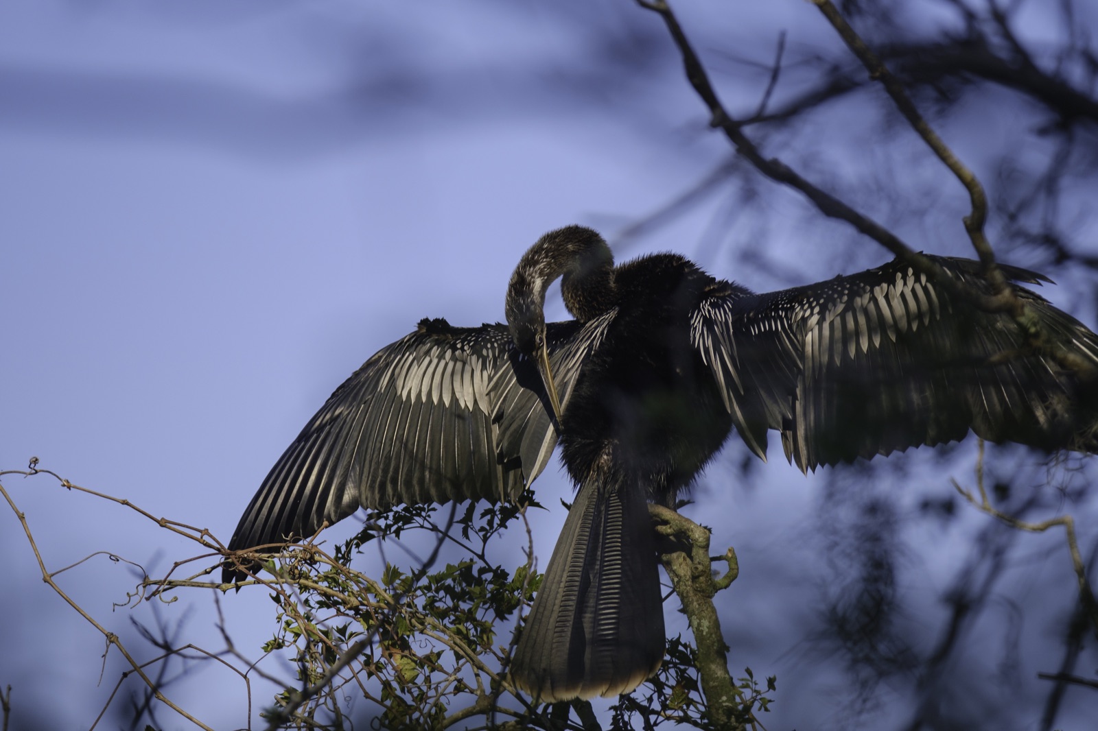Anhinga with Wings Spread on a Branch, Tampa, Florida — fine art print