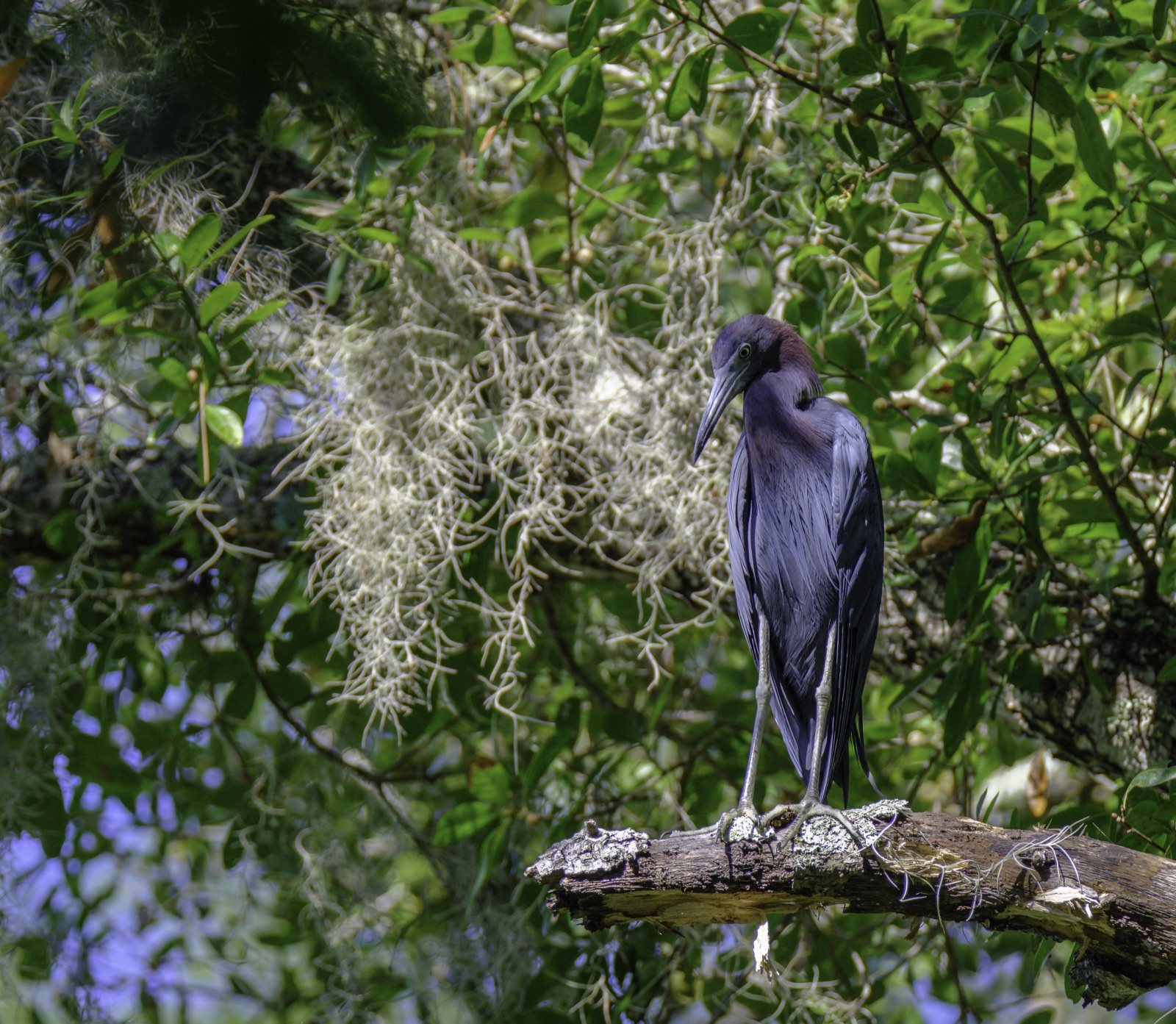 Little Blue Heron on a Mossy Limb, Tampa, Florida — fine art print