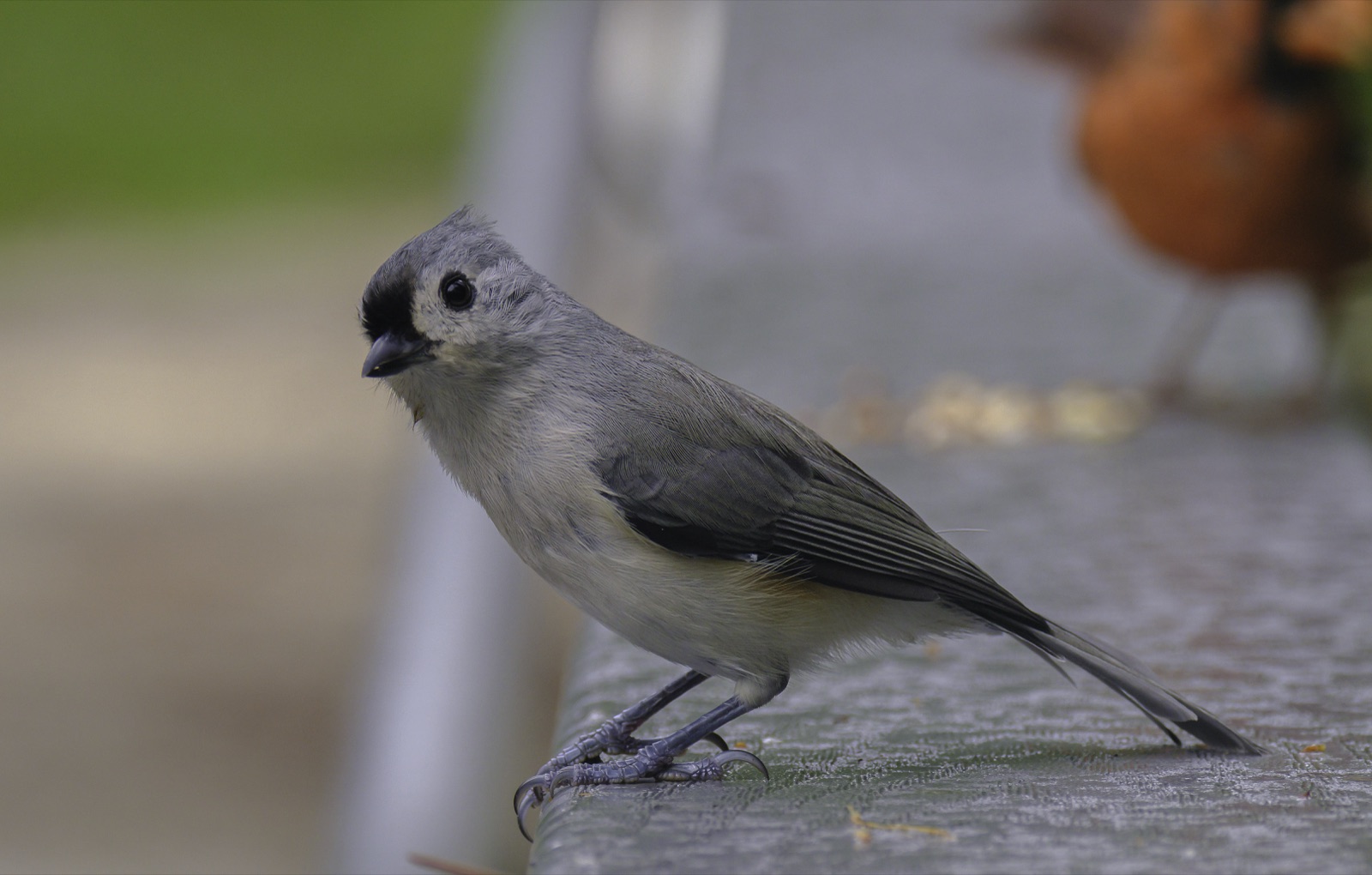 Tufted Titmouse on a Gray Railing, Tampa, Florida — fine art print