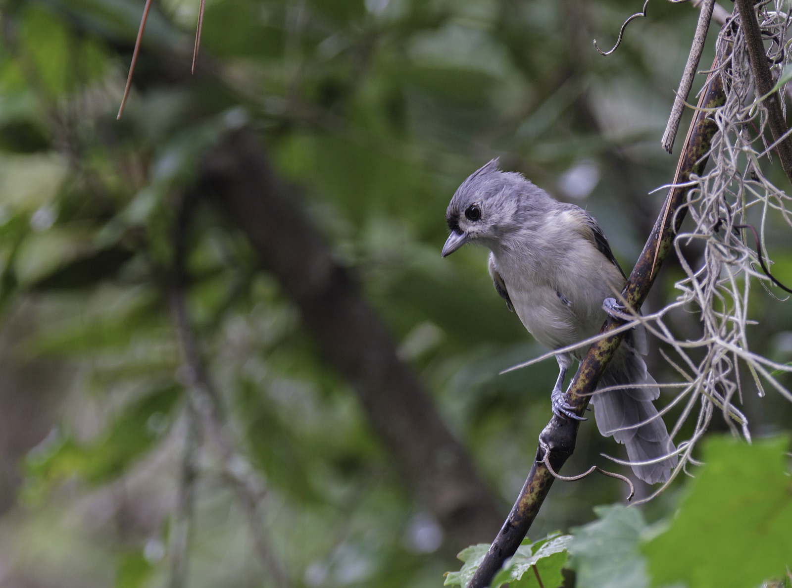 Tufted Titmouse beside Spanish Moss, Tampa, Florida — fine art print