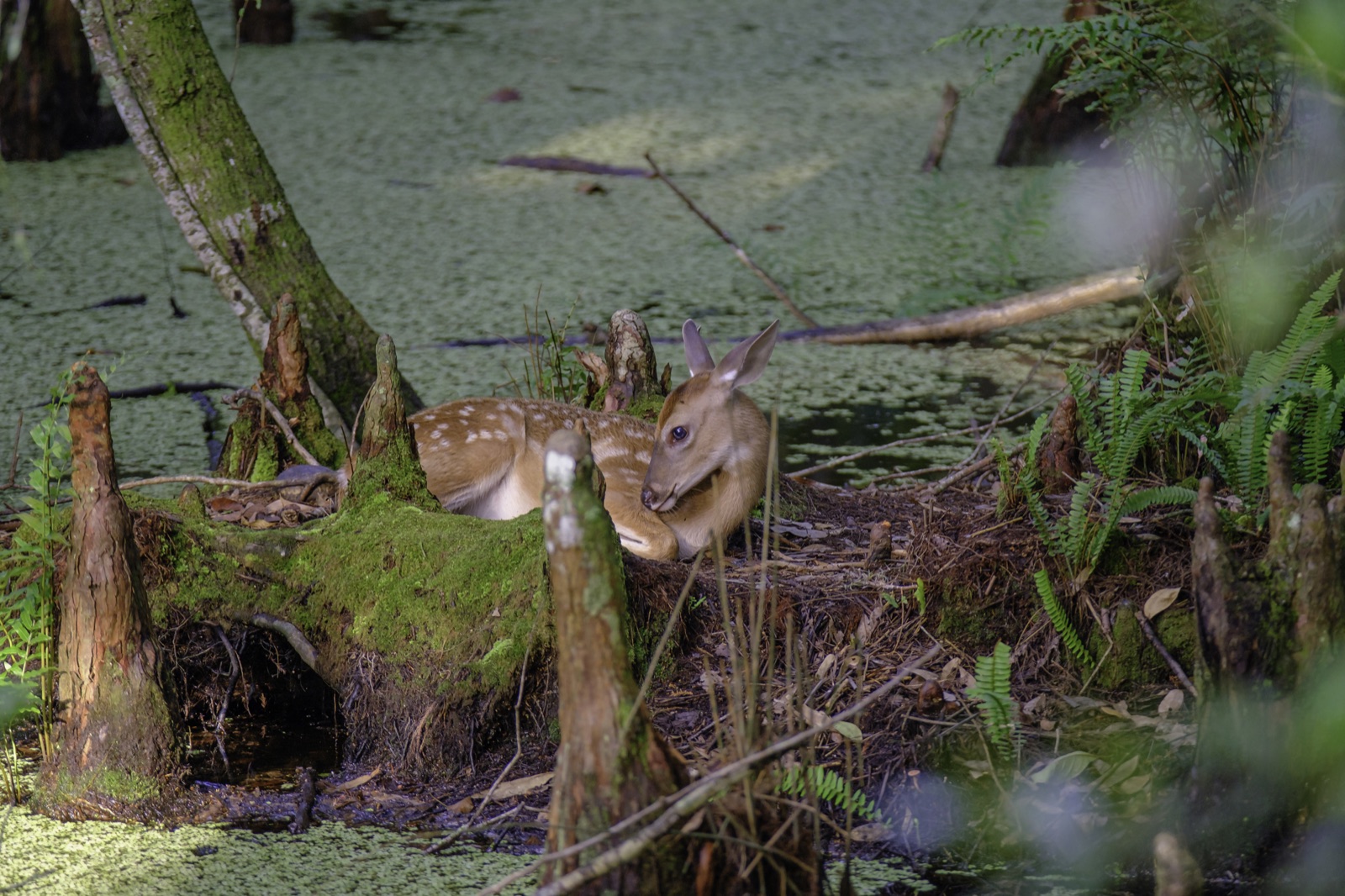 White-tailed Deer Fawn on a Mossy Log, Tampa, Florida — fine art print
