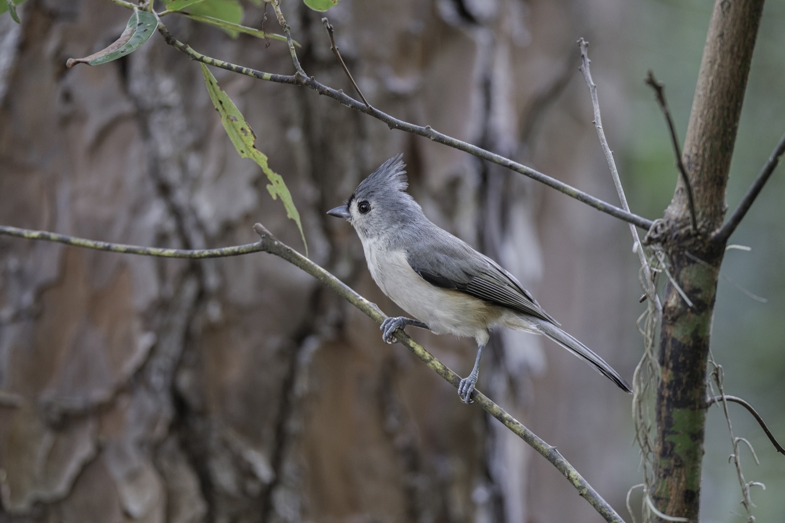 Tufted Titmouse on a Branch with Spanish Moss, Tampa, Florida — fine art print