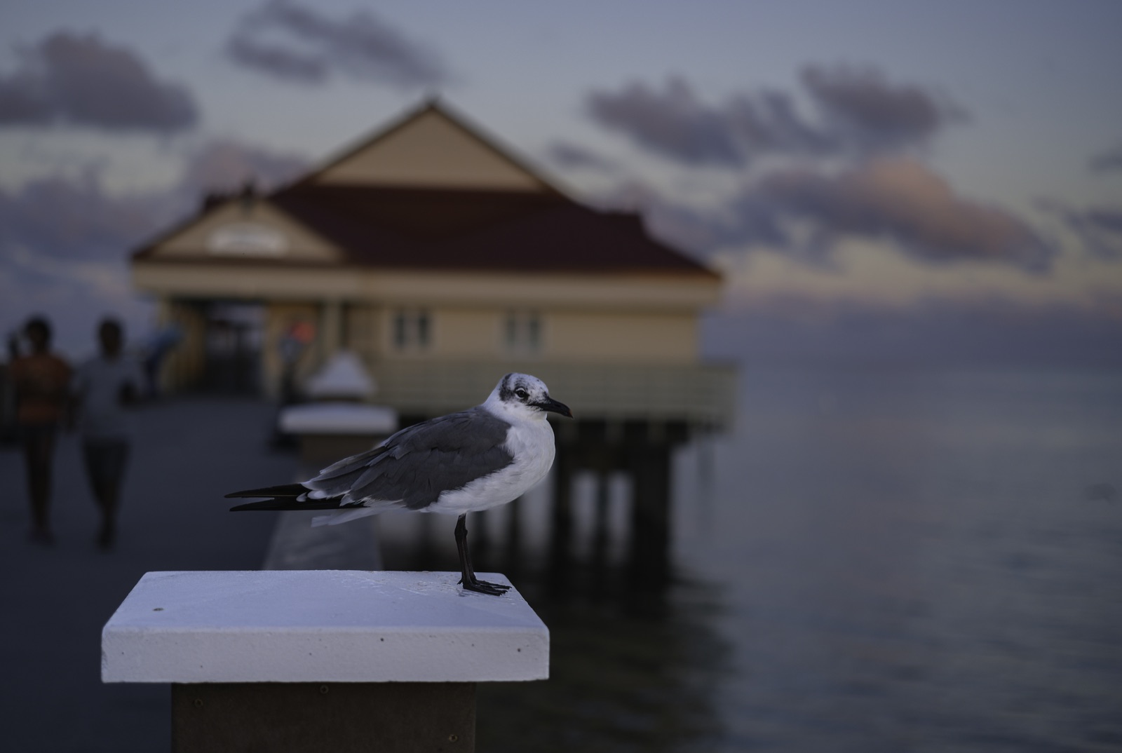 Gull on a Post by the Pier, Tampa, Florida — fine art print