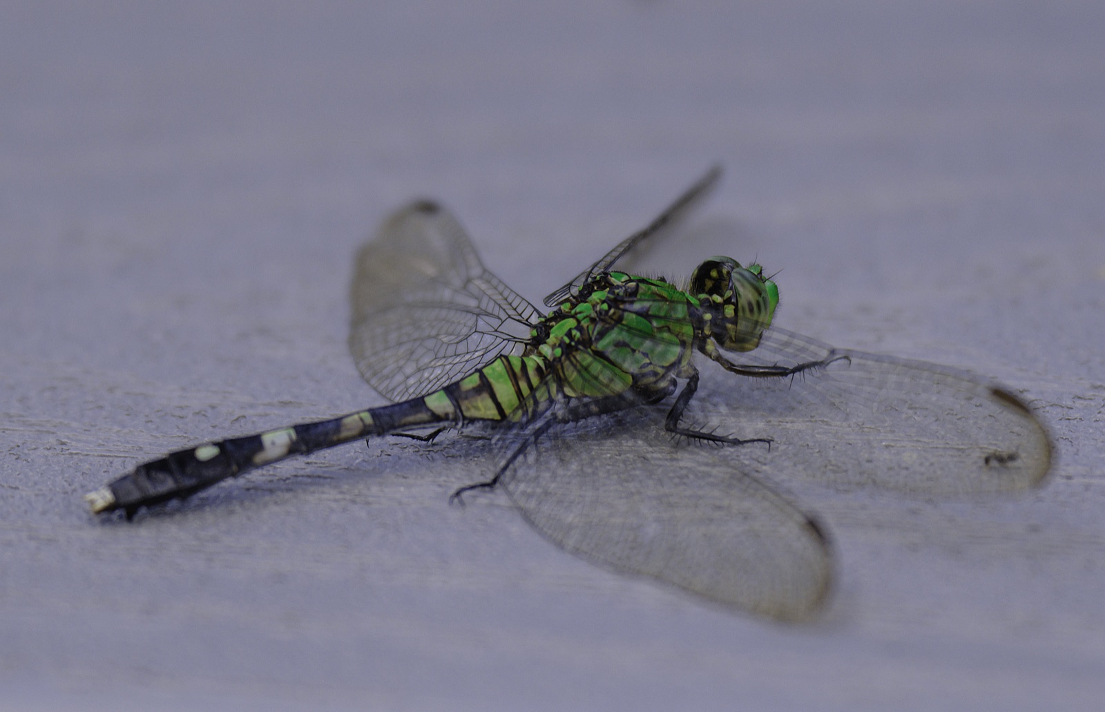 Green Dragonfly on a Gray Surface, Tampa, Florida — fine art print