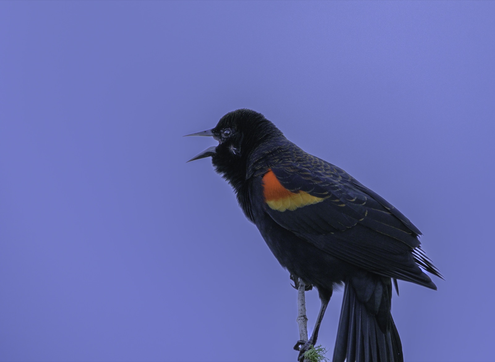 Red-winged Blackbird Singing against a Blue Sky, Tampa, Florida — fine art print