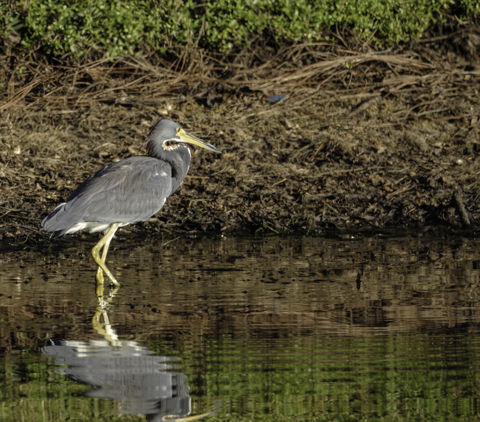 Tricolored Heron Wading in Still Water, Tampa, Florida — fine art print