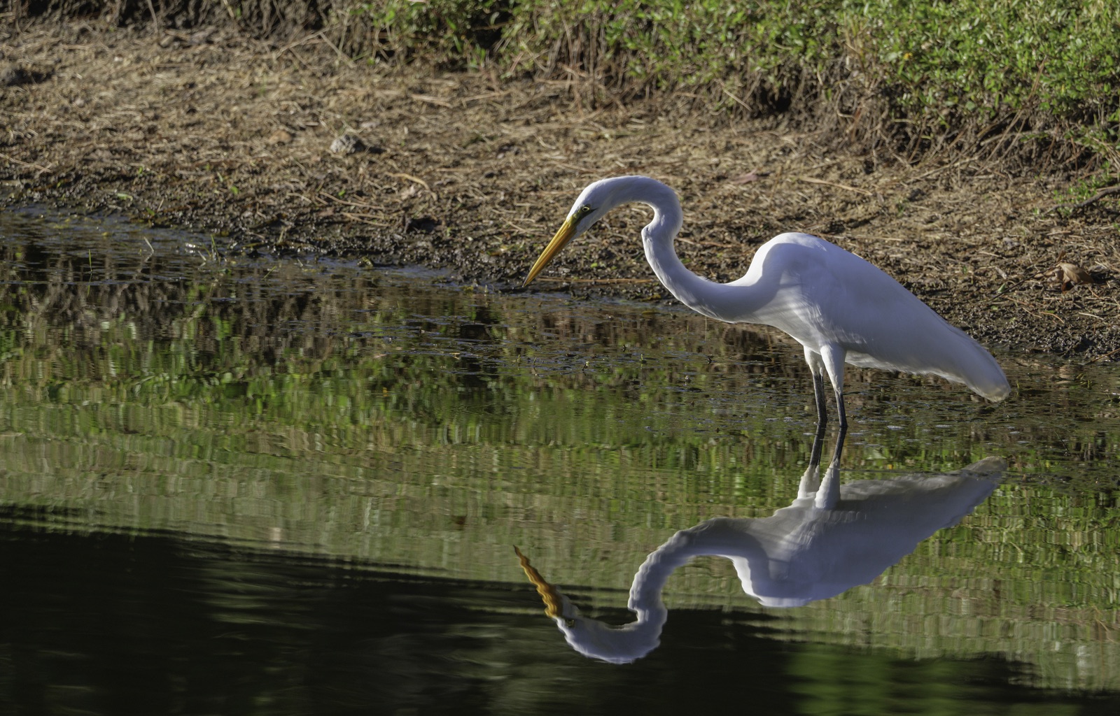 Great Egret Hunting along a Muddy Bank, Tampa, Florida — fine art print
