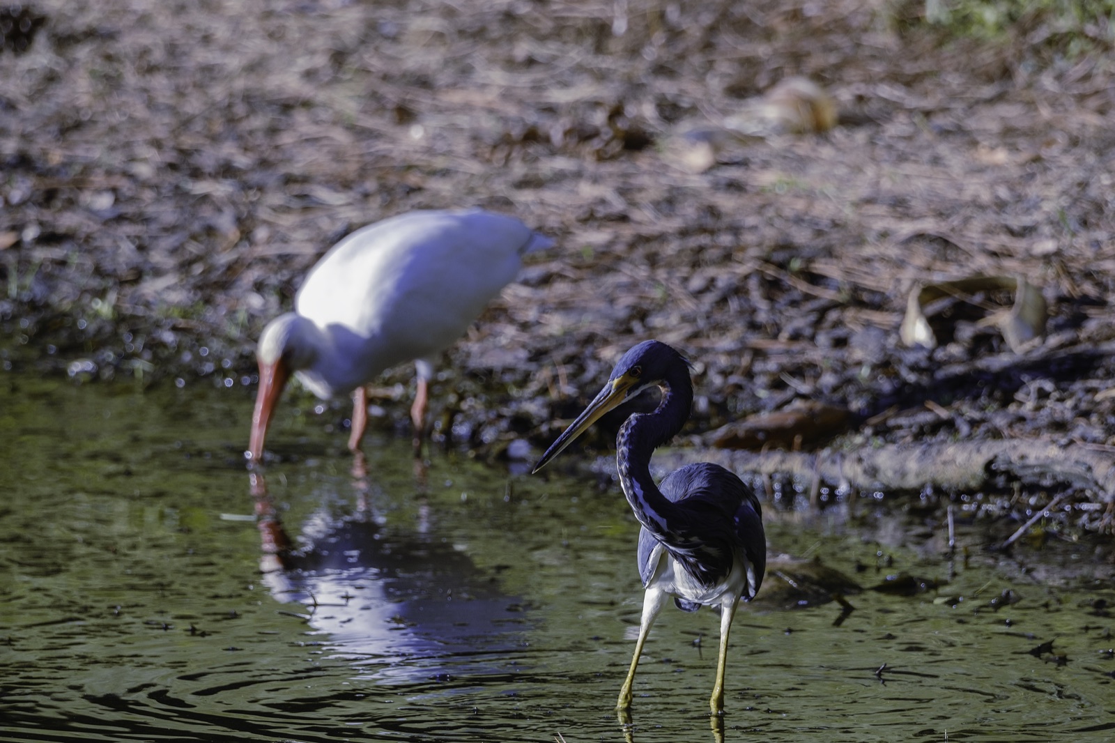 Tricolored Heron and a White Ibis in Shallow Water, Tampa, Florida — fine art print