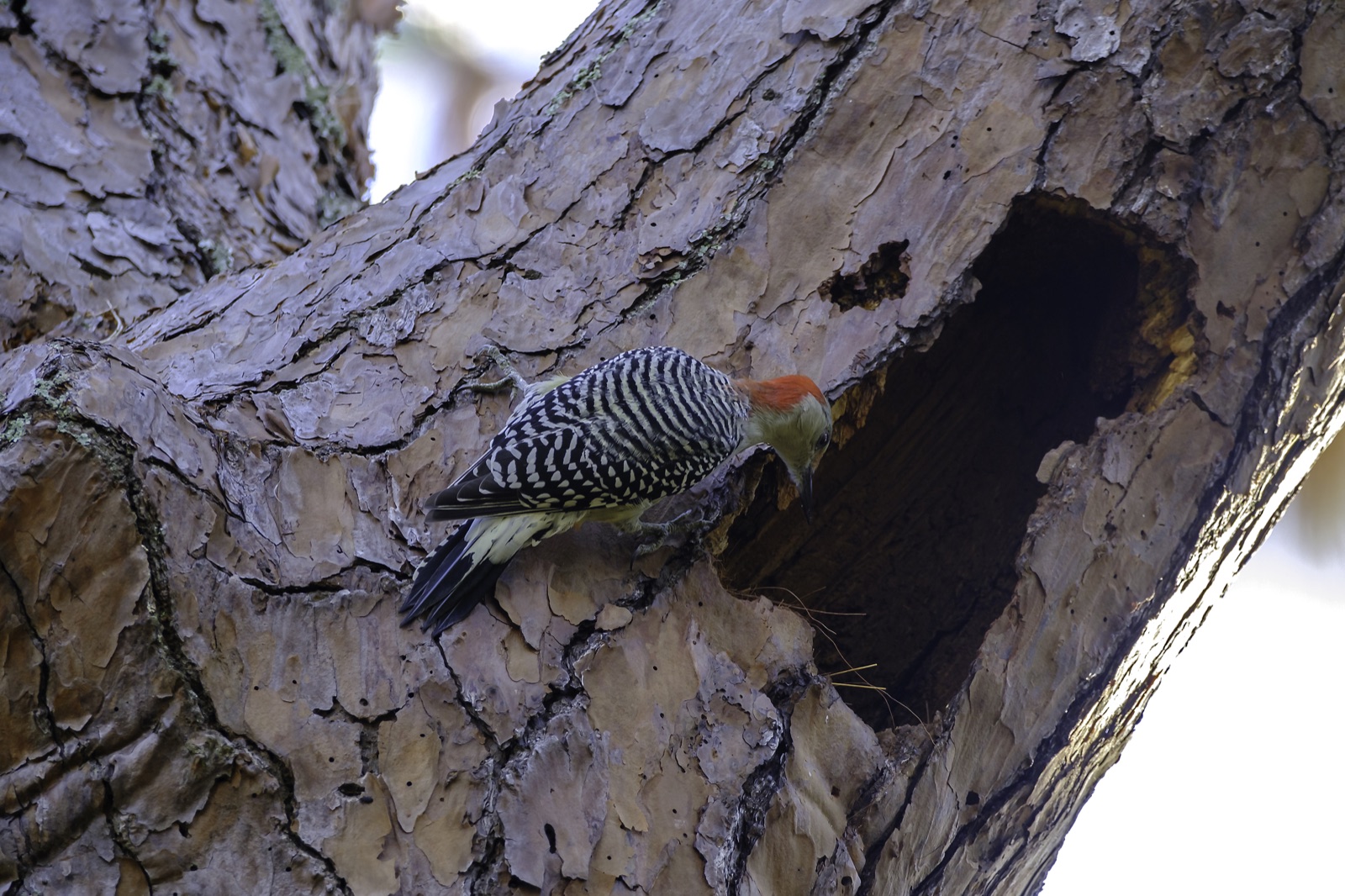Red-bellied Woodpecker at a Pine Cavity, Tampa, Florida — fine art print
