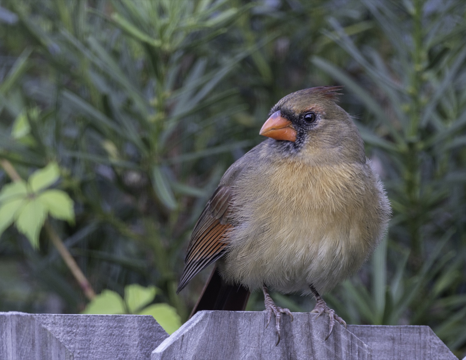 Northern Cardinal on a Wooden Fence, Tampa, Florida — fine art print